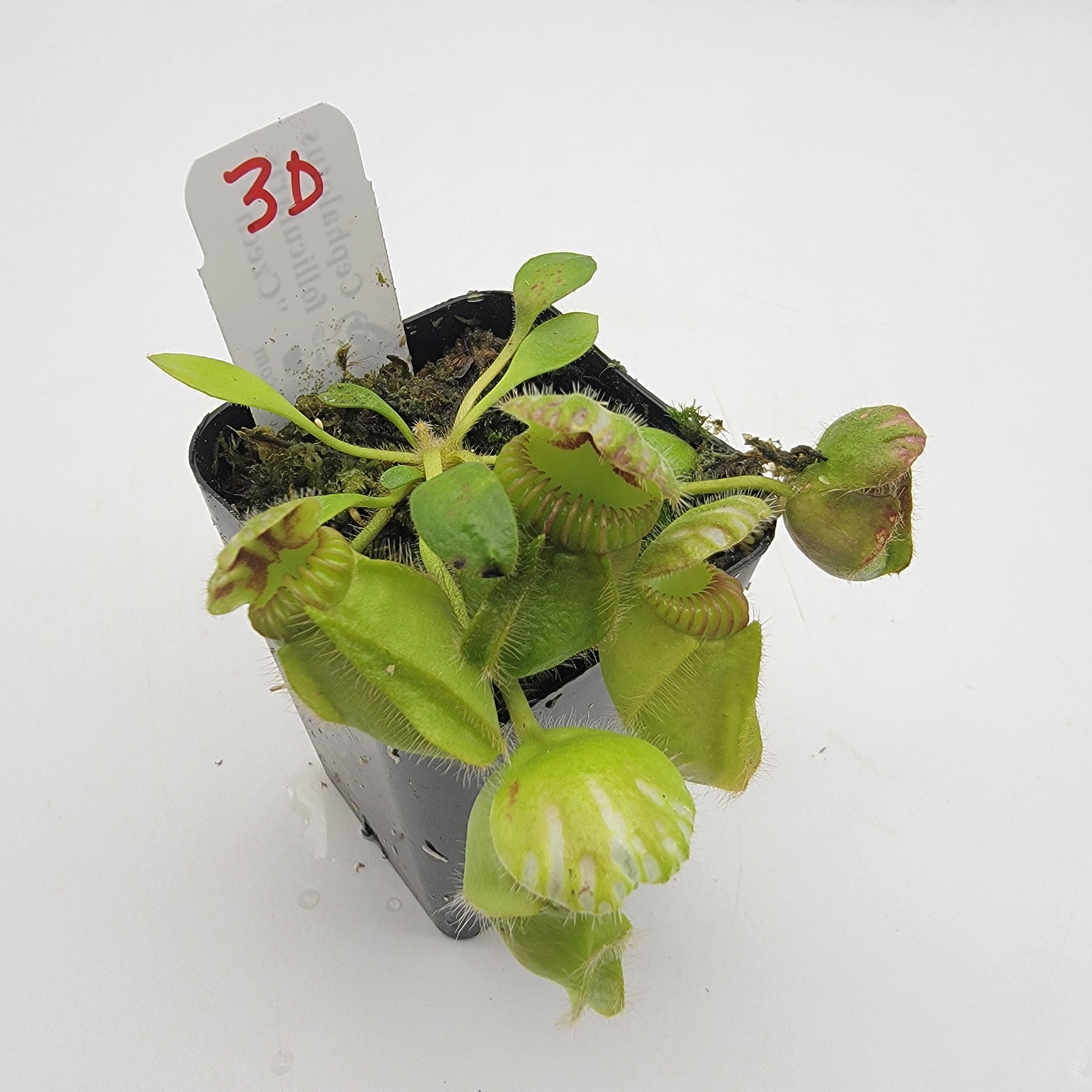 Cephalotus follicularis "Czech" WCZ (1D-5D)