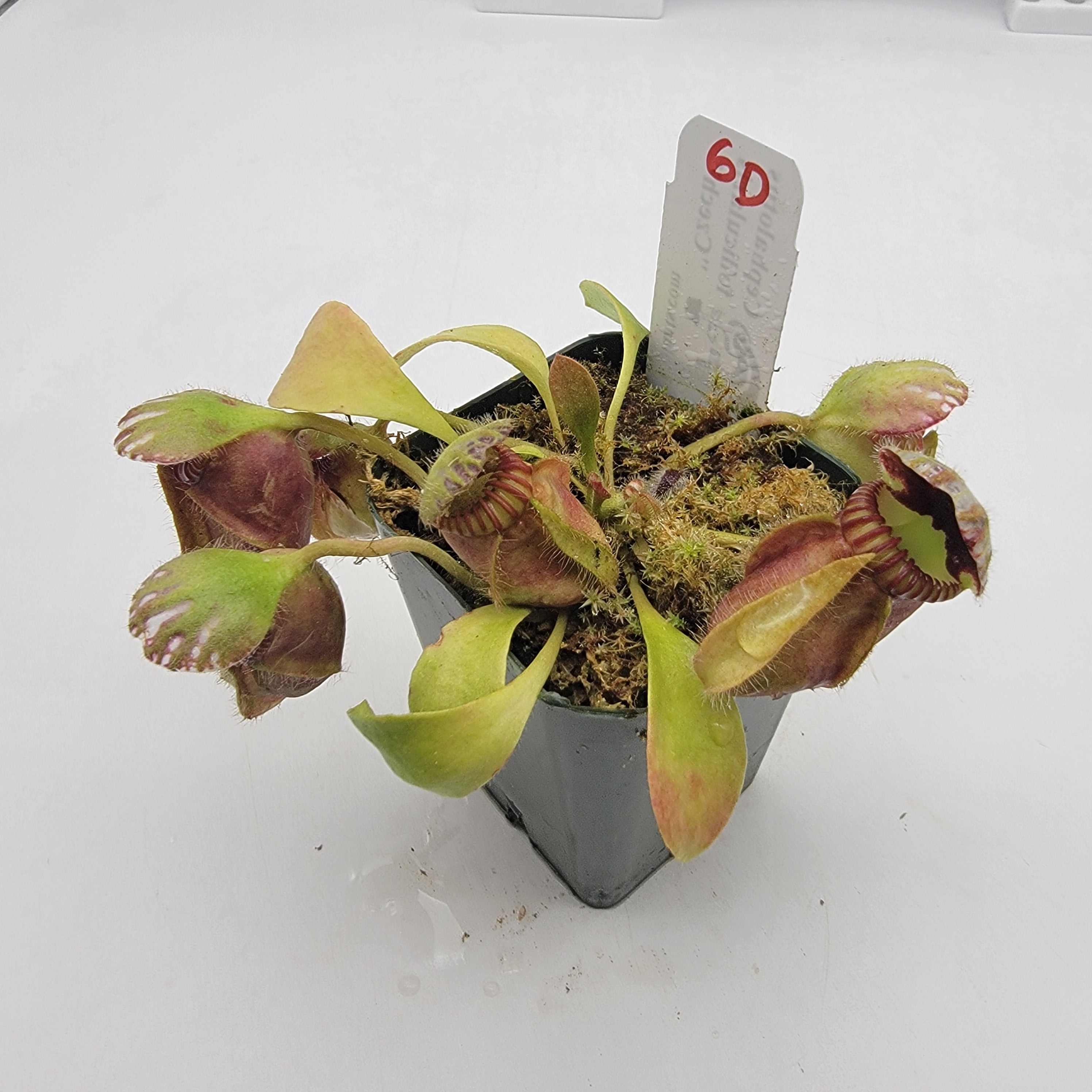 Cephalotus follicularis "Czech" WCZ (1D-5D)