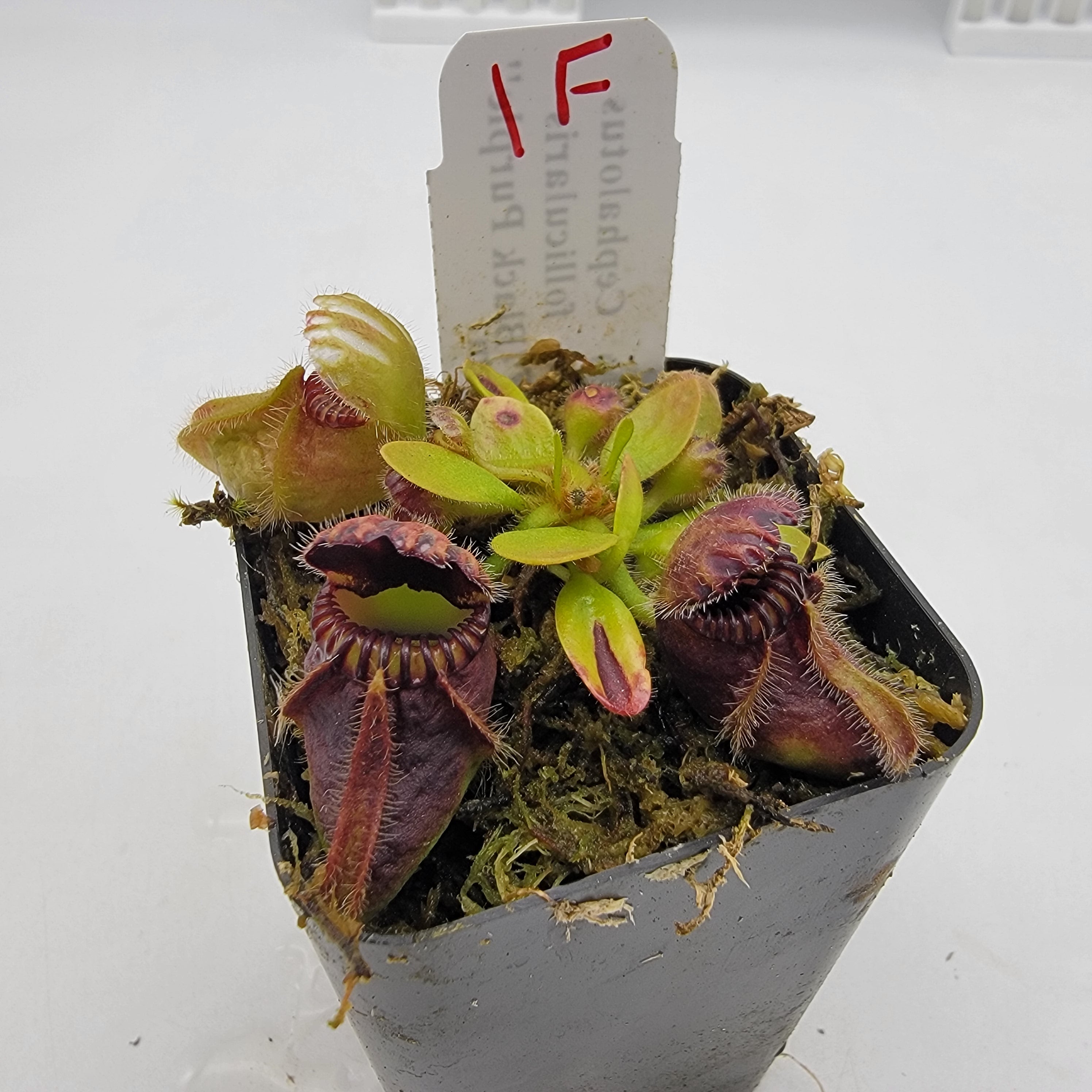 その他観葉植物 Cephalotus follicularis`GermanGiant' C.C Cephalotus Follicularis German giant x Czech giant for Sale | My