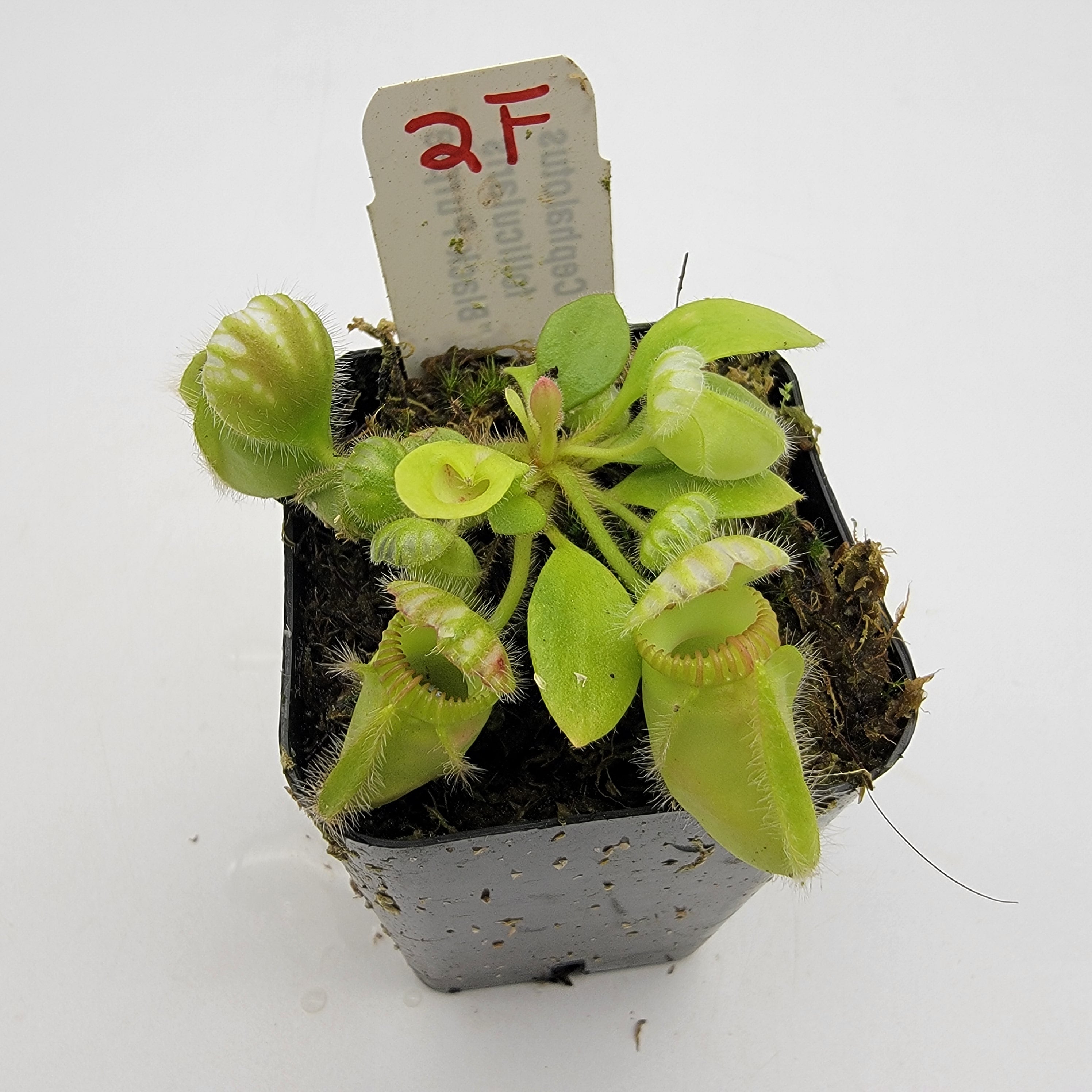 Cephalotus follicularis 