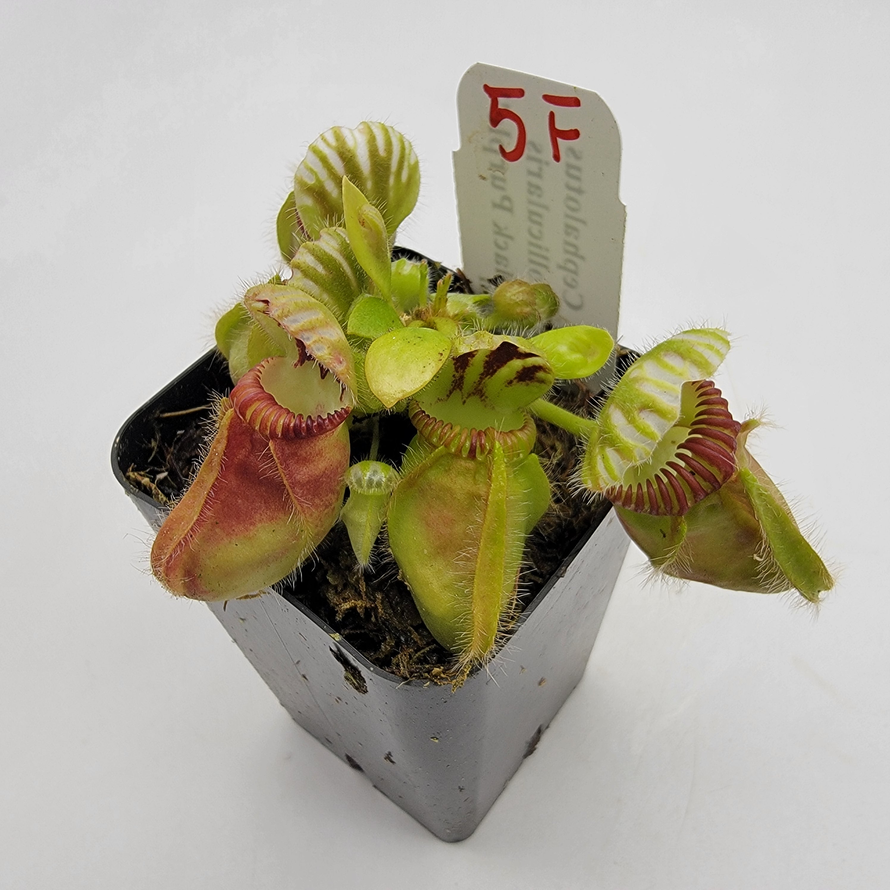 Cephalotus follicularis 