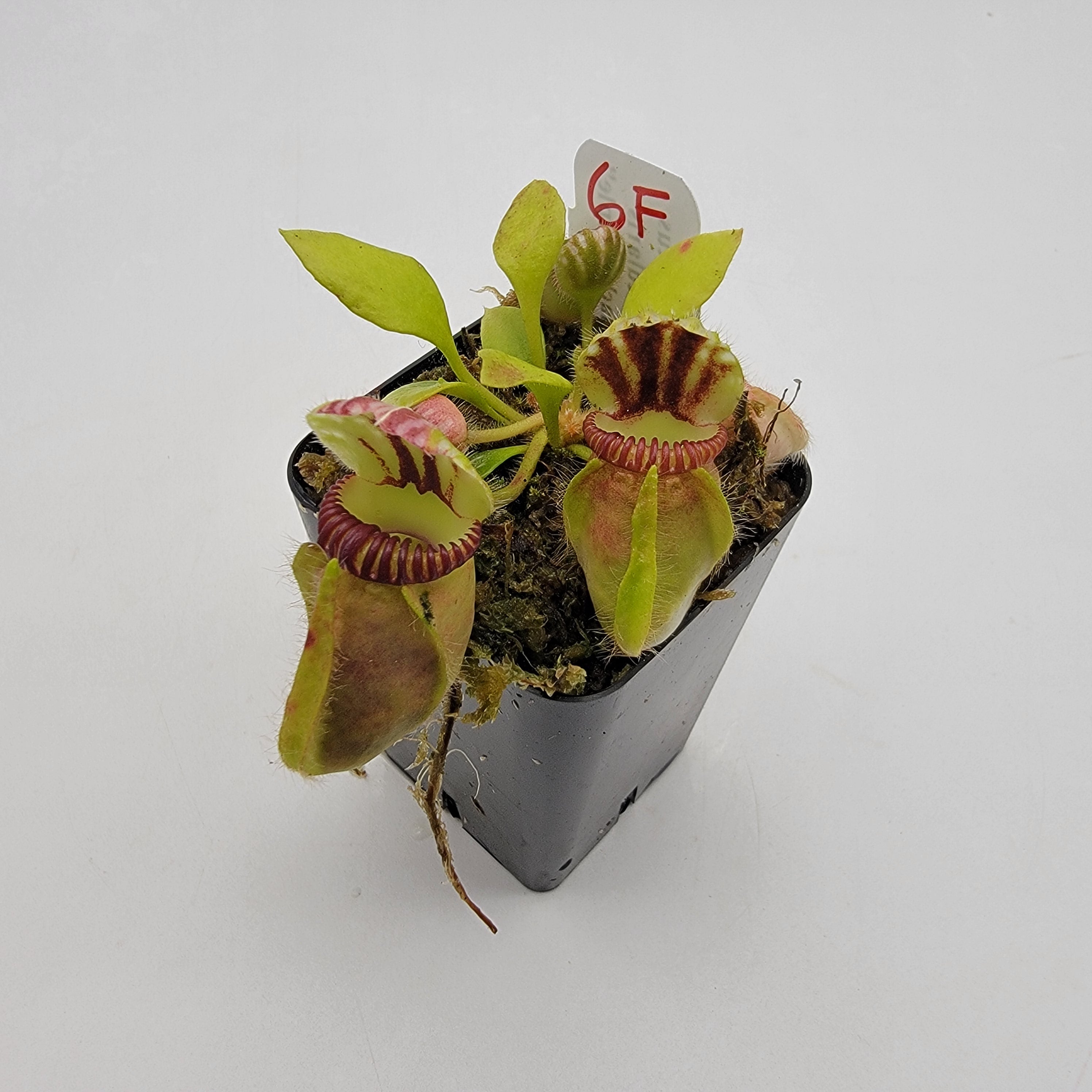 Cephalotus follicularis 