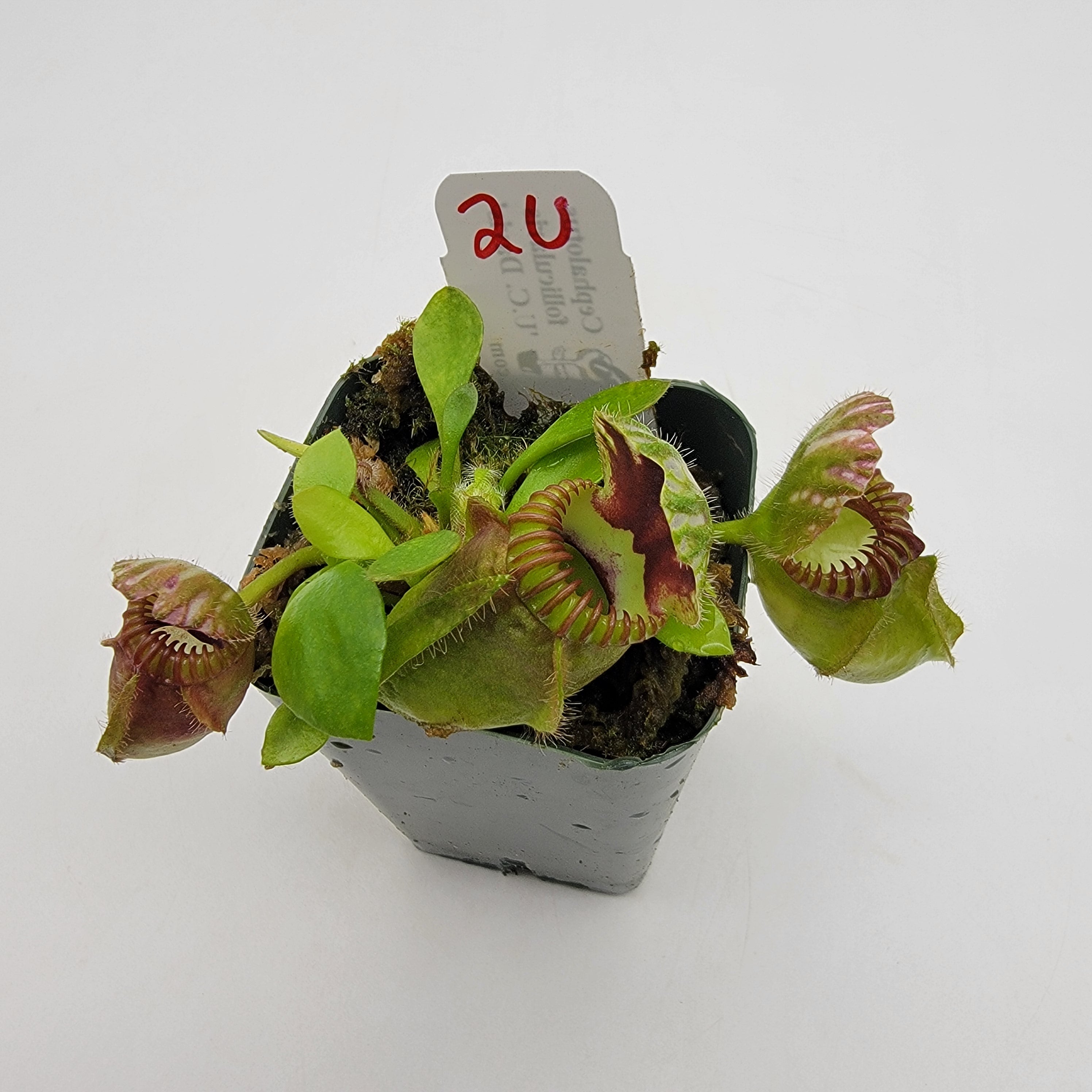 Cephalotus follicularis "UC Davis"