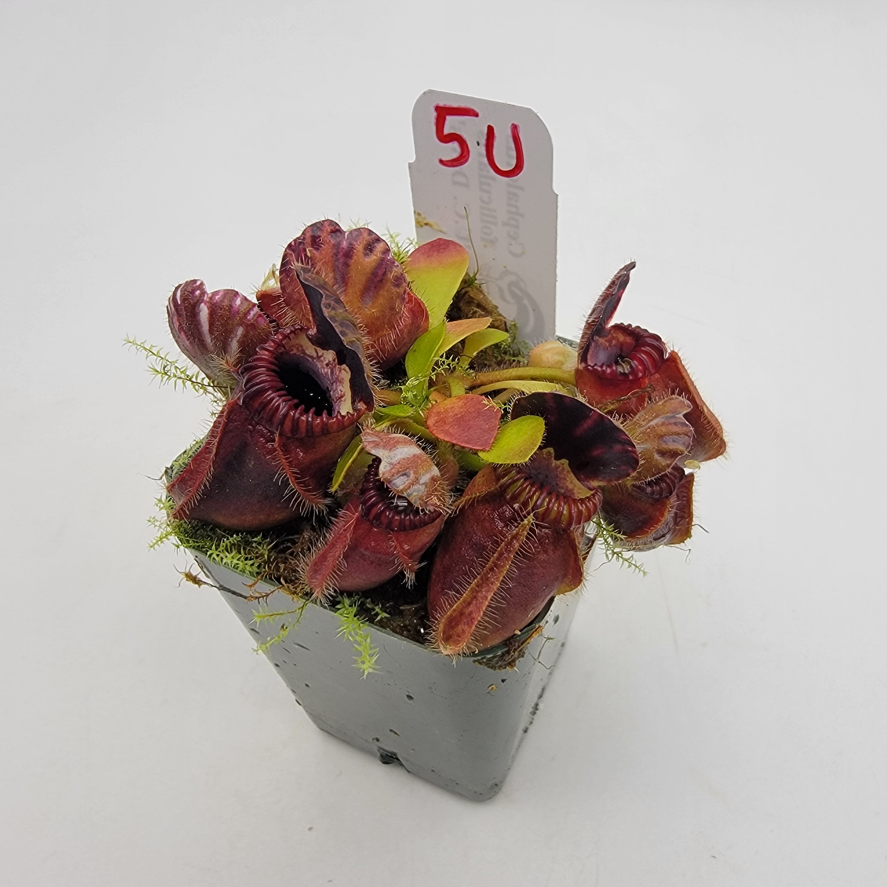 Cephalotus follicularis "UC Davis"