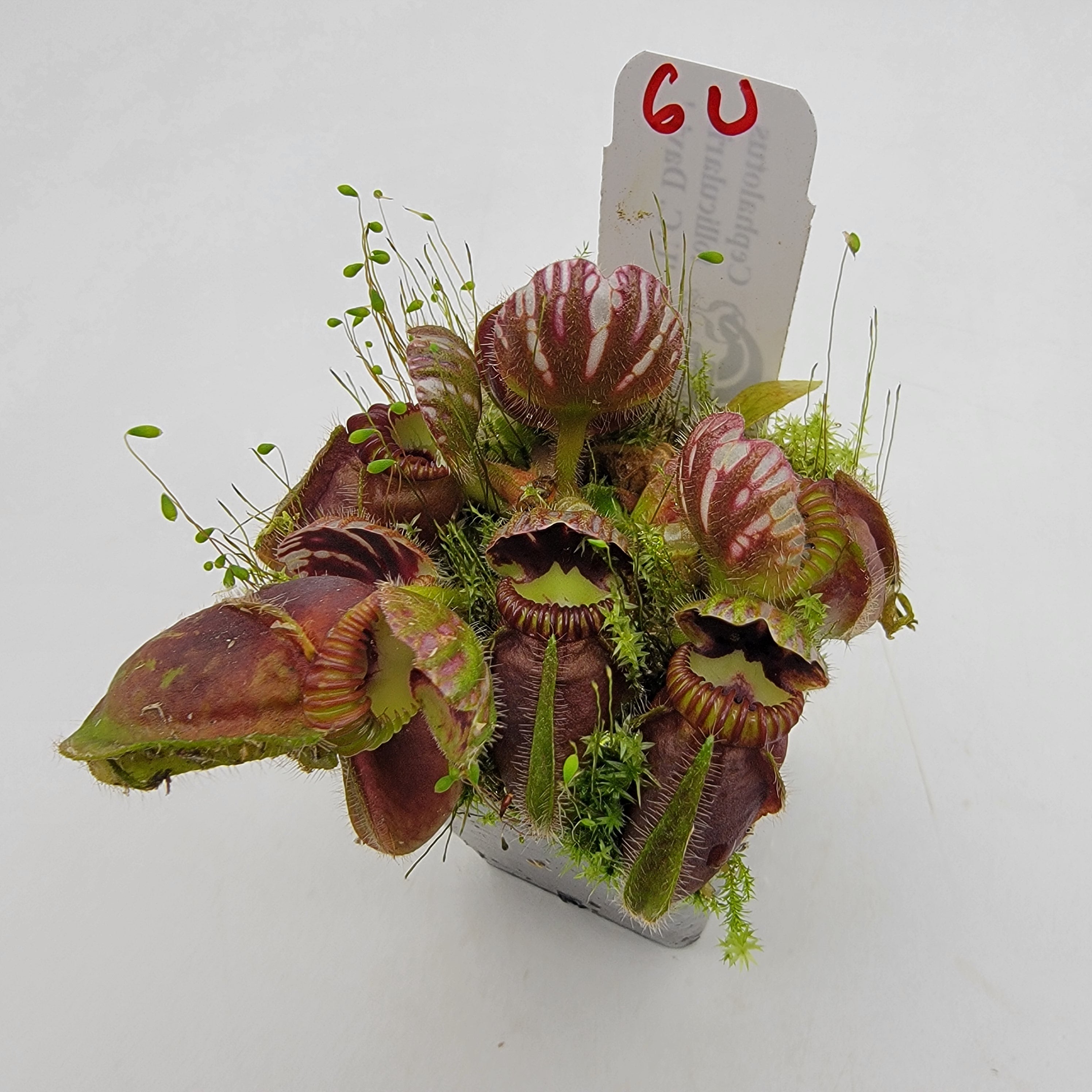 Cephalotus follicularis "UC Davis"