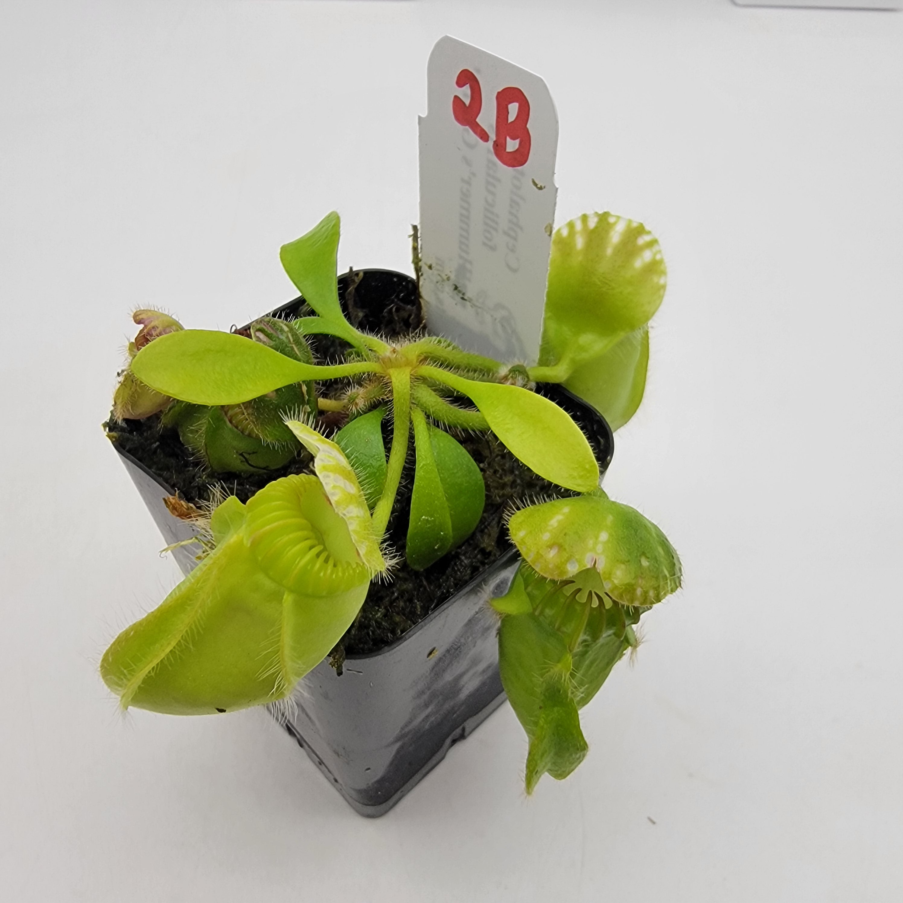 Cephalotus follicularis 'Hummer's Giant' WHG (1B-20B) | Cephalotus