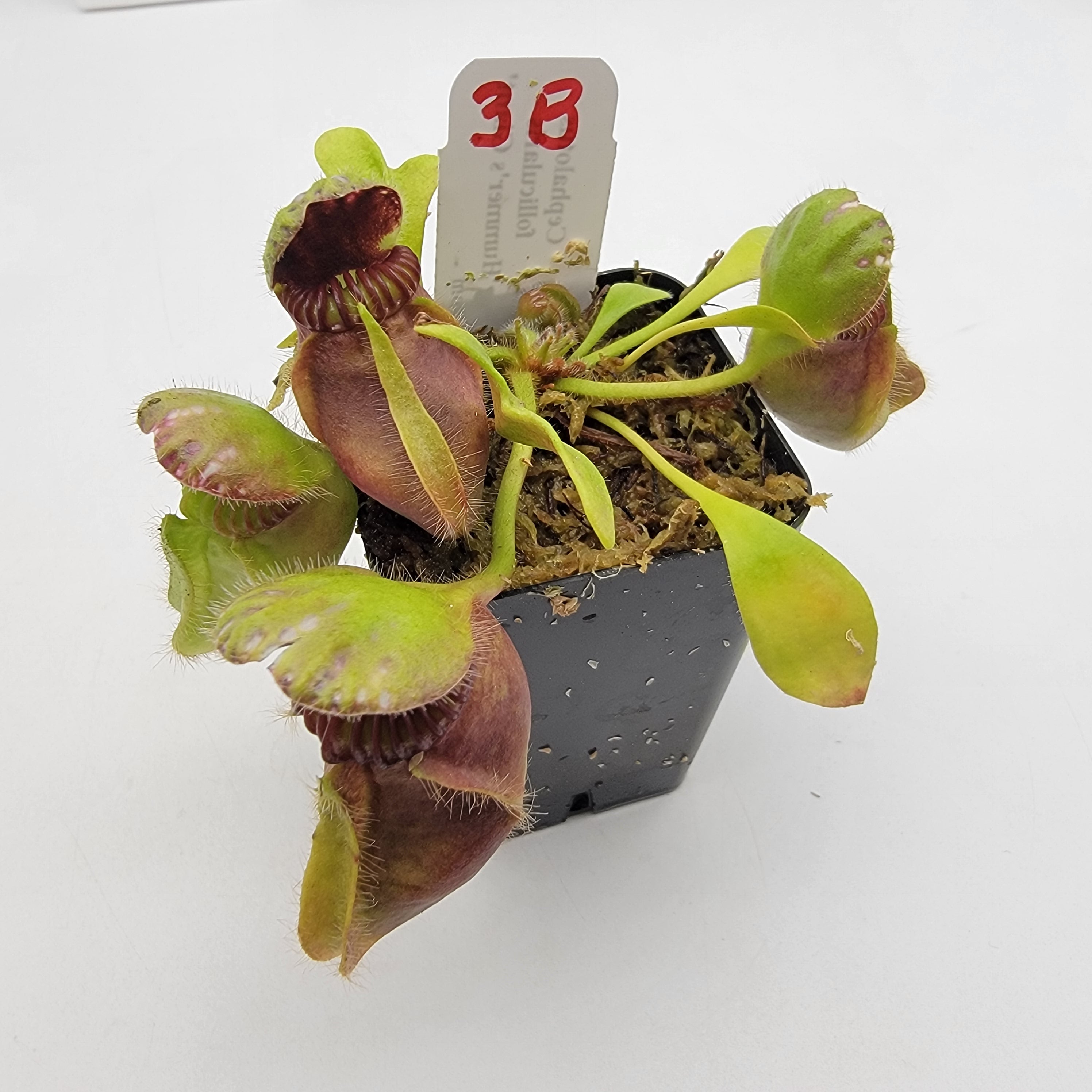 Cephalotus follicularis 'Hummer's Giant' WHG (1B-20B)