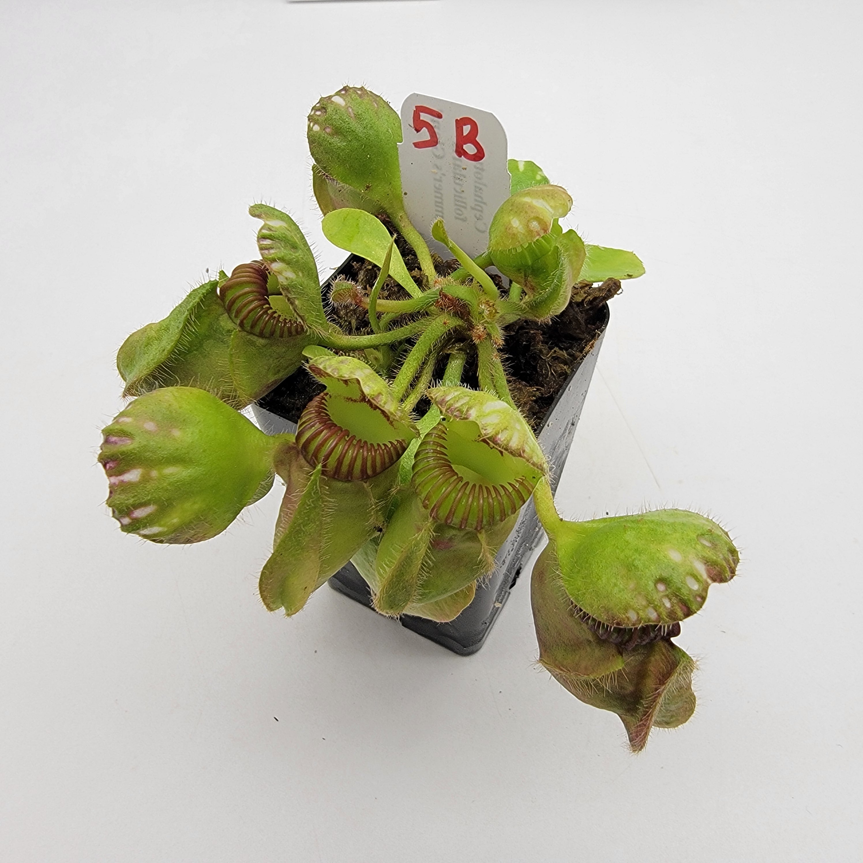 Cephalotus follicularis 'Hummer's Giant' WHG (1B-20B)