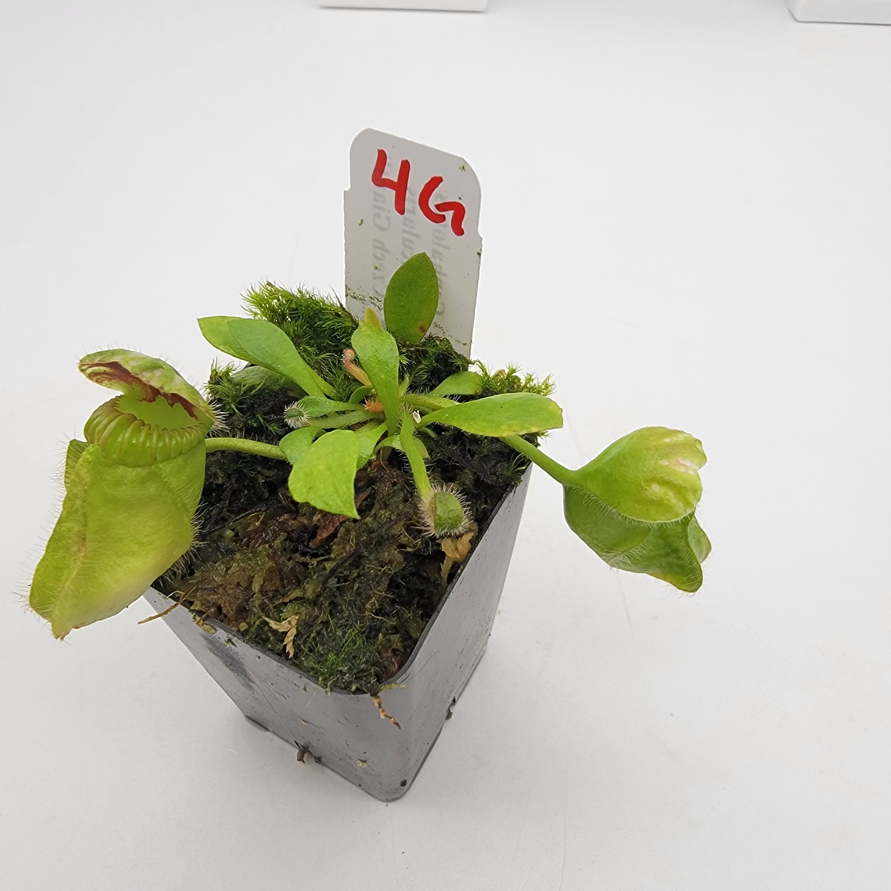 Cephalotus follicularis 