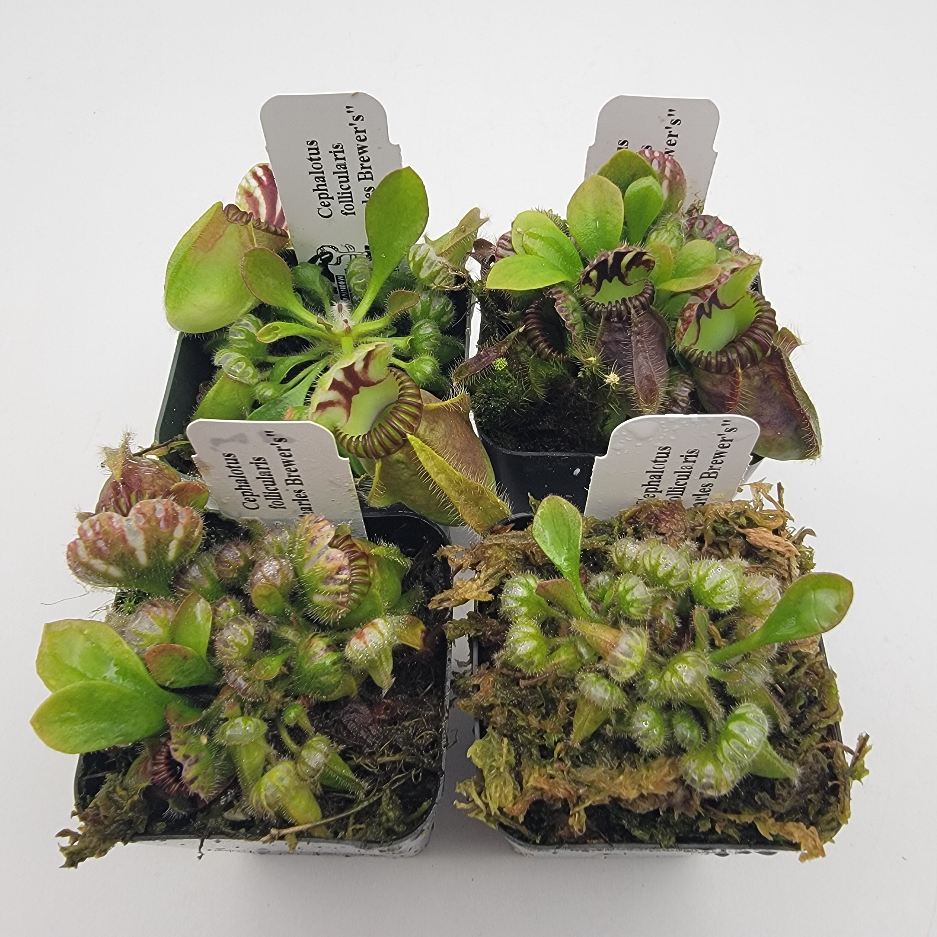 Cephalotus follicularis 'Hummer's Giant' | Carnivorous Plants For Sale