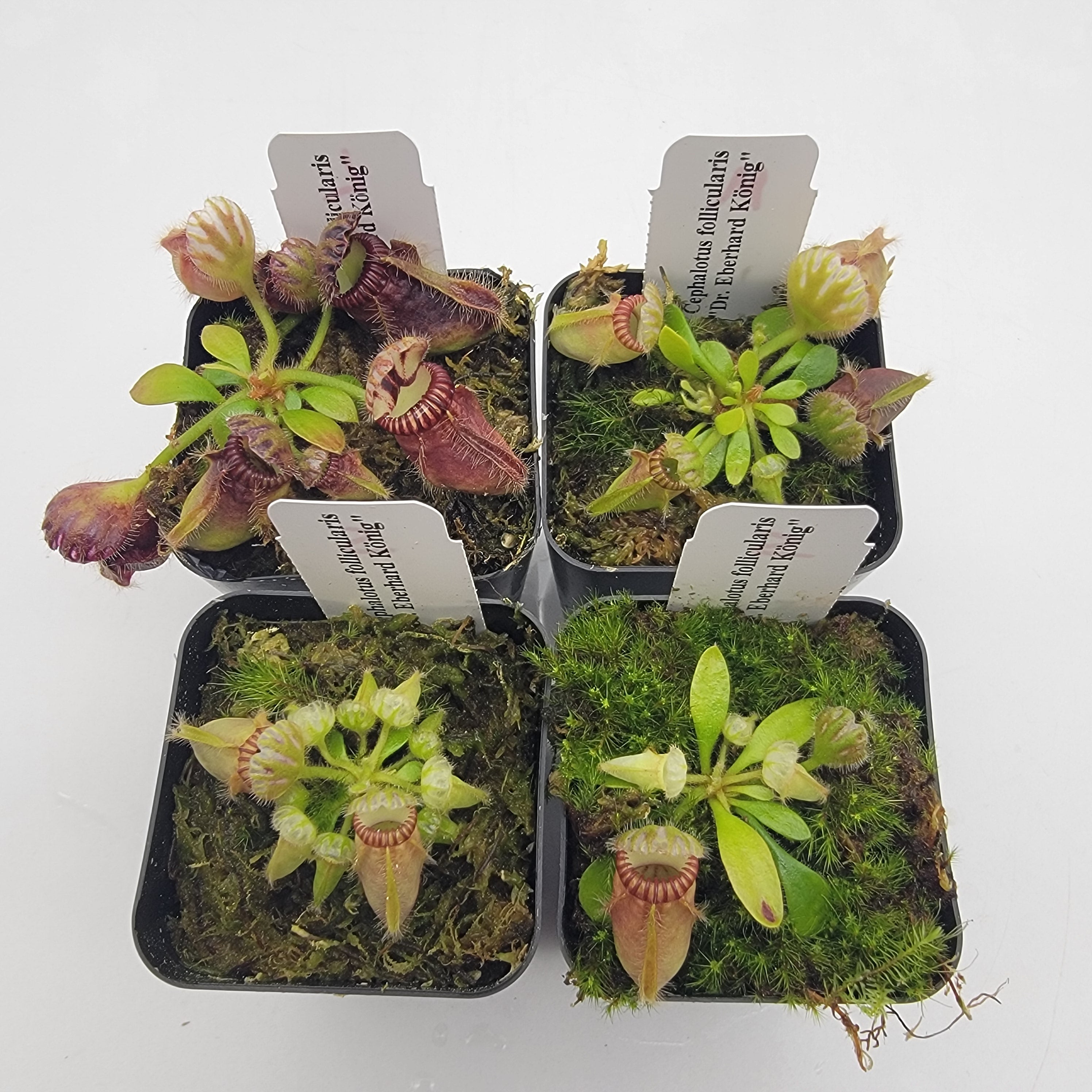 セファロタス Walpole Clone CK Cephalotus (セファロタス / フクロ