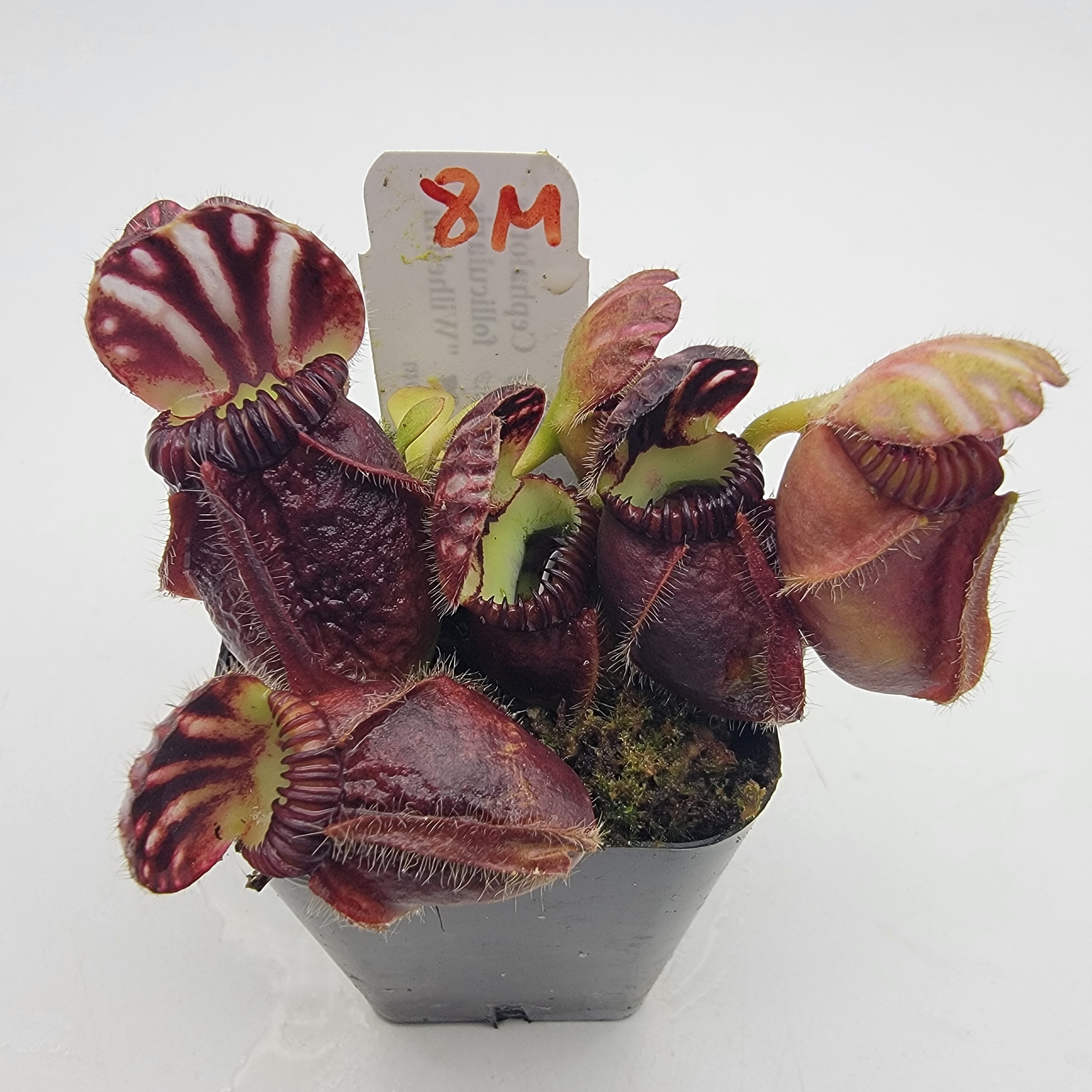 Cephalotus follicularis "Wilhelma" -Cephalotus -Rainbow Carnivorous Plants LLC