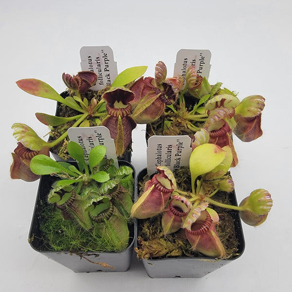 Cephalotus follicularis HMZ×SOHG Cephalotus follicularis 'Hummer's Giant' | Carnivorous Plants For Sale