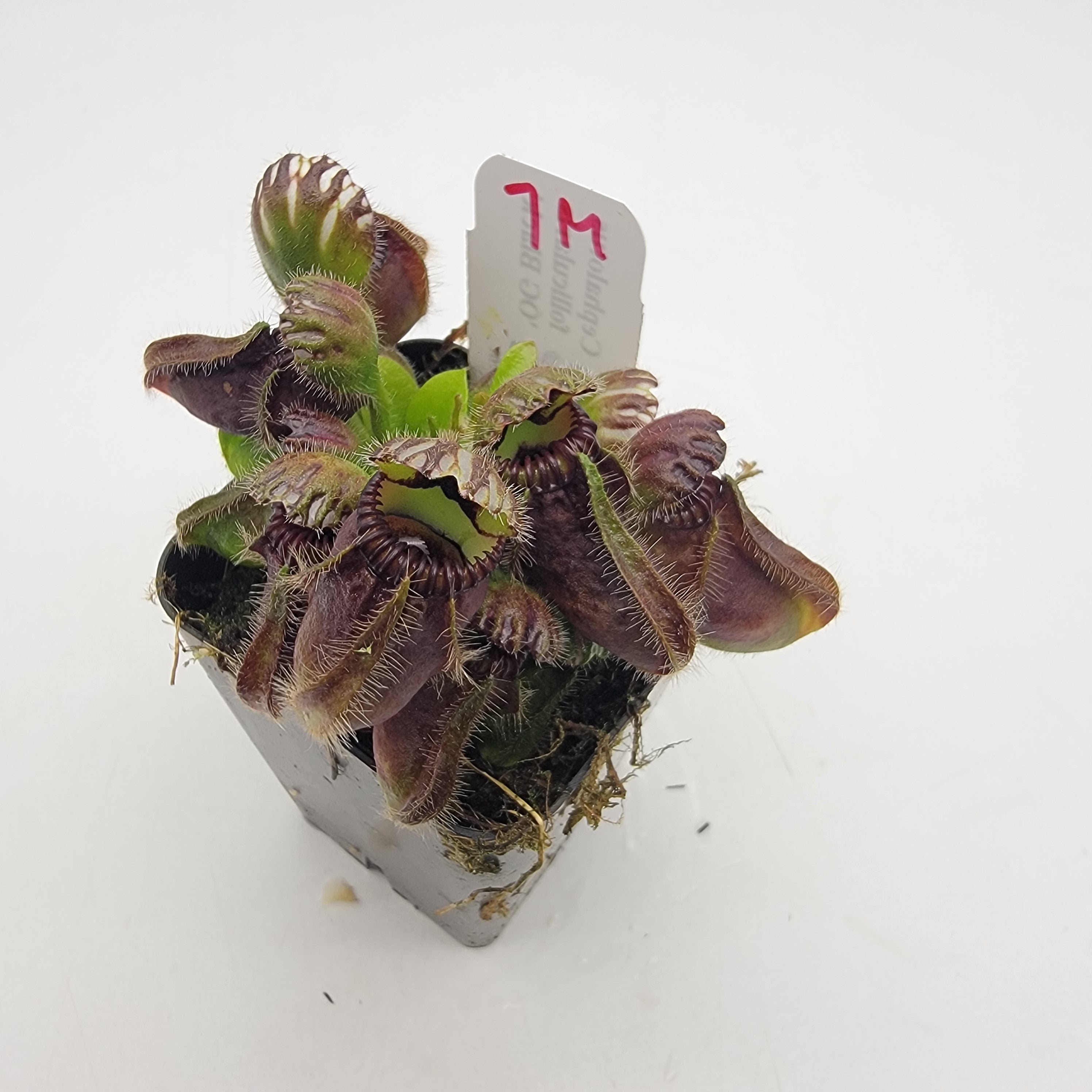 Cephalotus follicularis 'OG Black' WOG (1M-6M) -Cephalotus -Rainbow Carnivorous Plants LLC