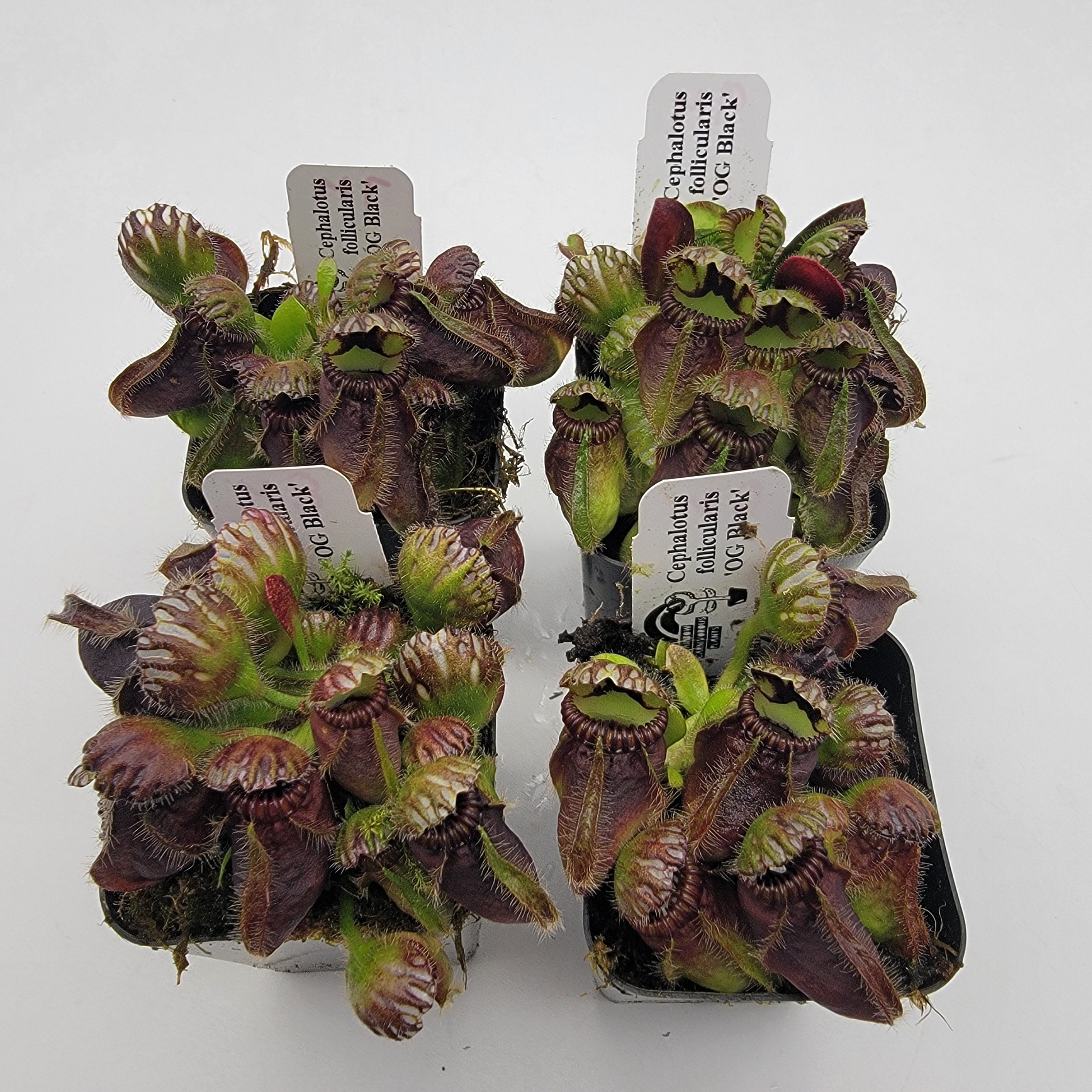 Cephalotus follicularis 'OG Black'    S/M/L/XL -Cephalotus -Rainbow Carnivorous Plants LLC