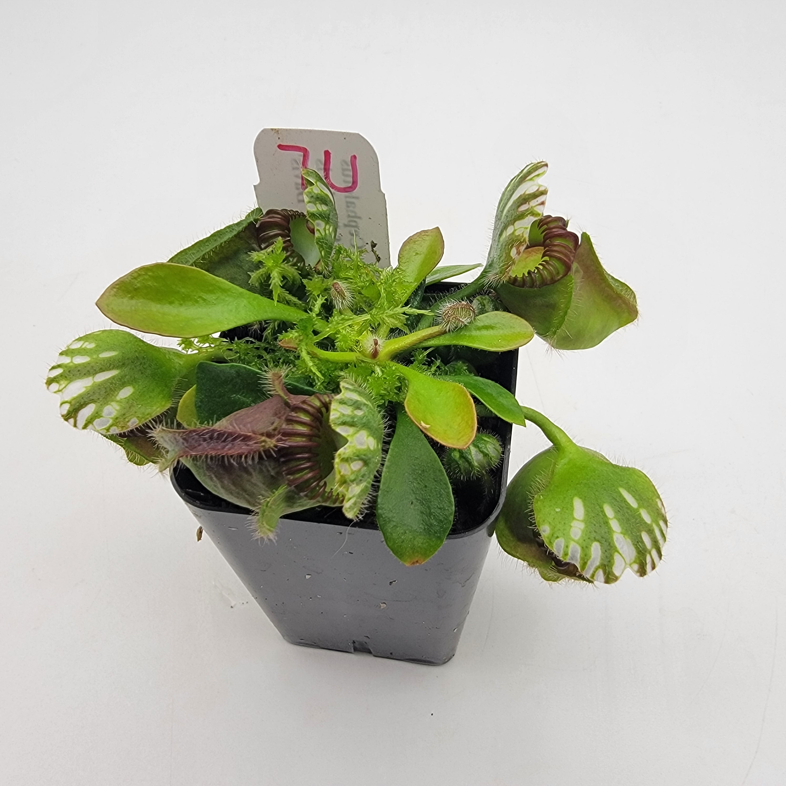 Cephalotus follicularis "UC Davis" -Cephalotus -Rainbow Carnivorous Plants LLC