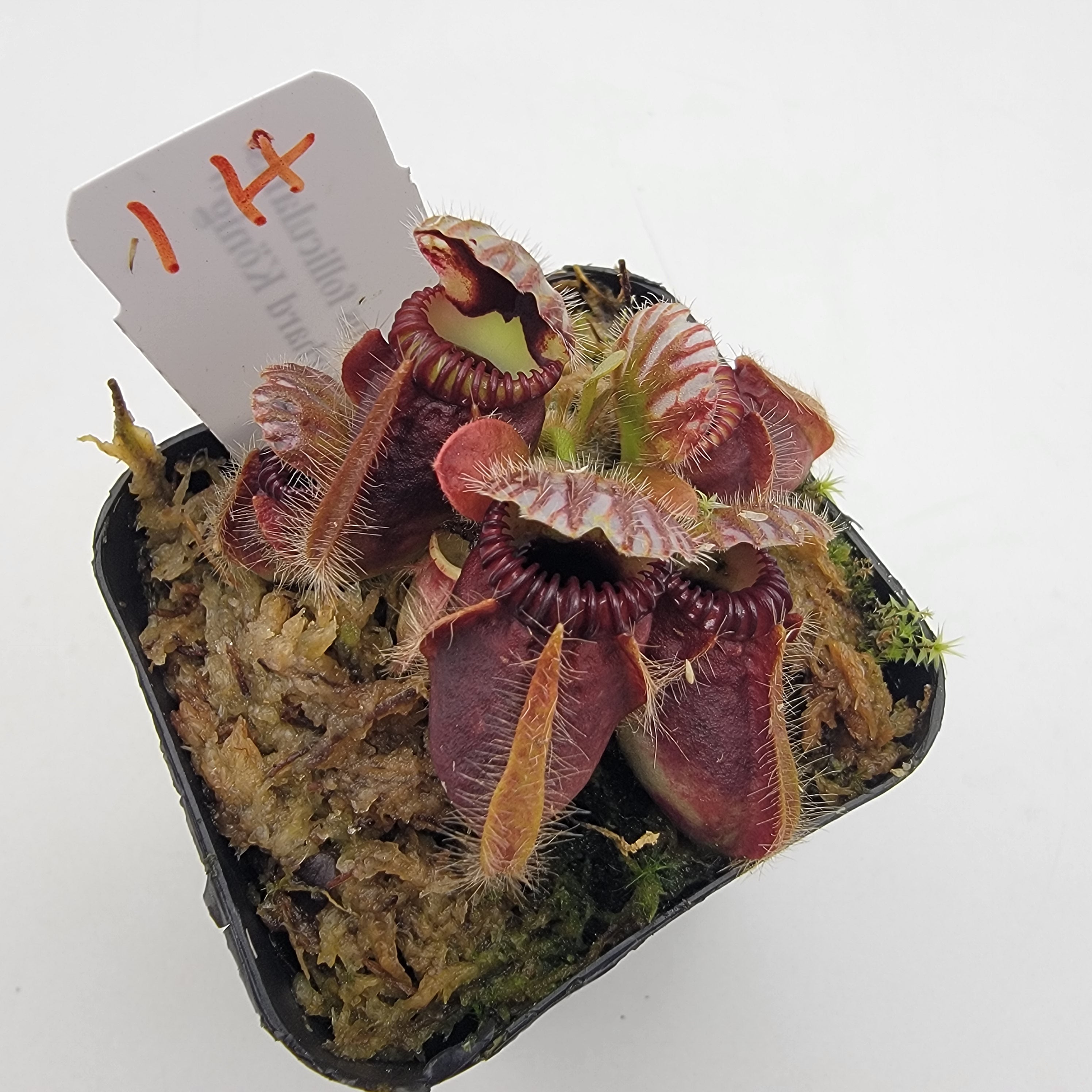cephalotus follicularis 恵比寿 セファロタス Cephalotus follicularis, IMP-0005 – Carnivero