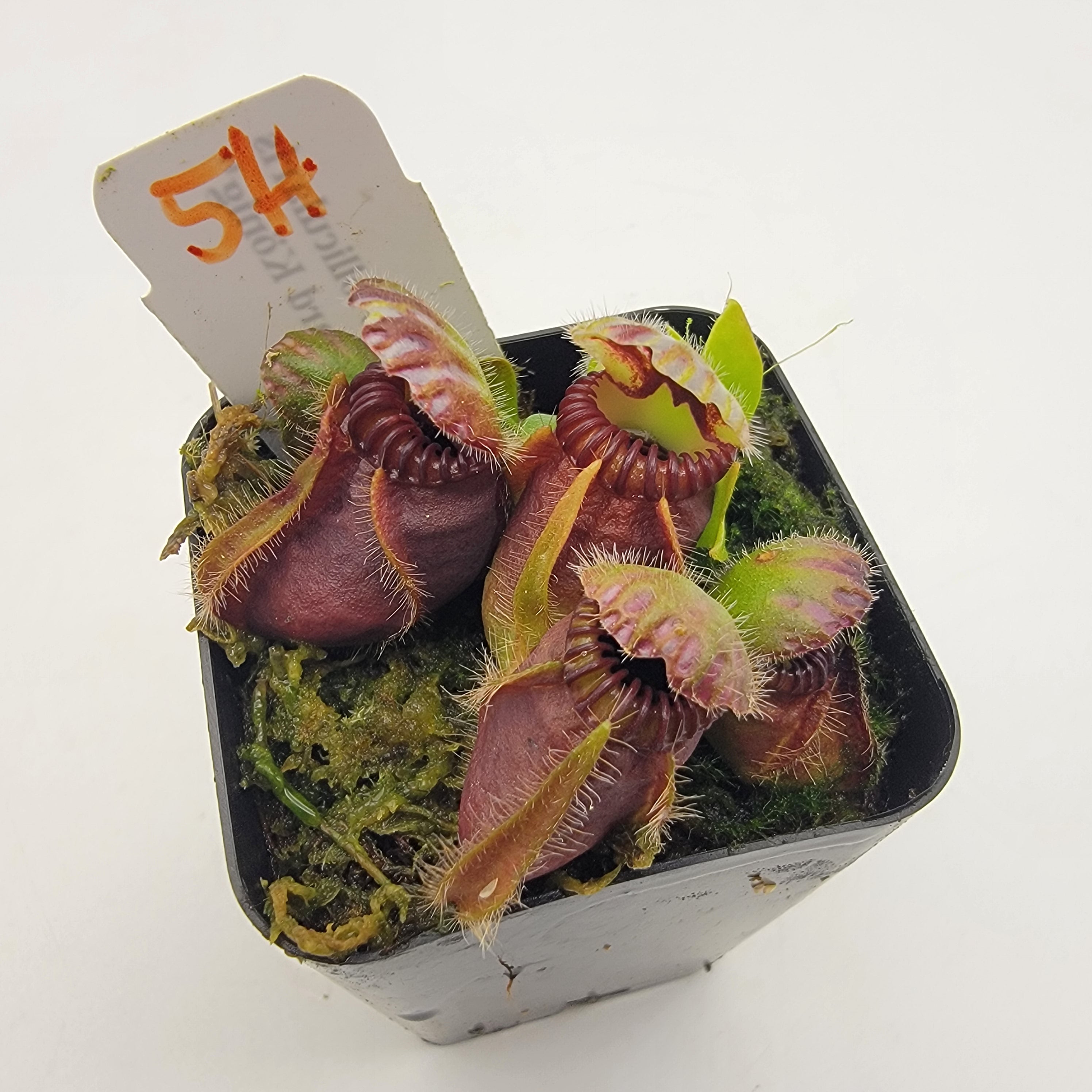 Cephalotus follicularis "Dr. Eberhard König" [WEK-(1H-9H)] -Cephalotus -Rainbow Carnivorous Plants LLC