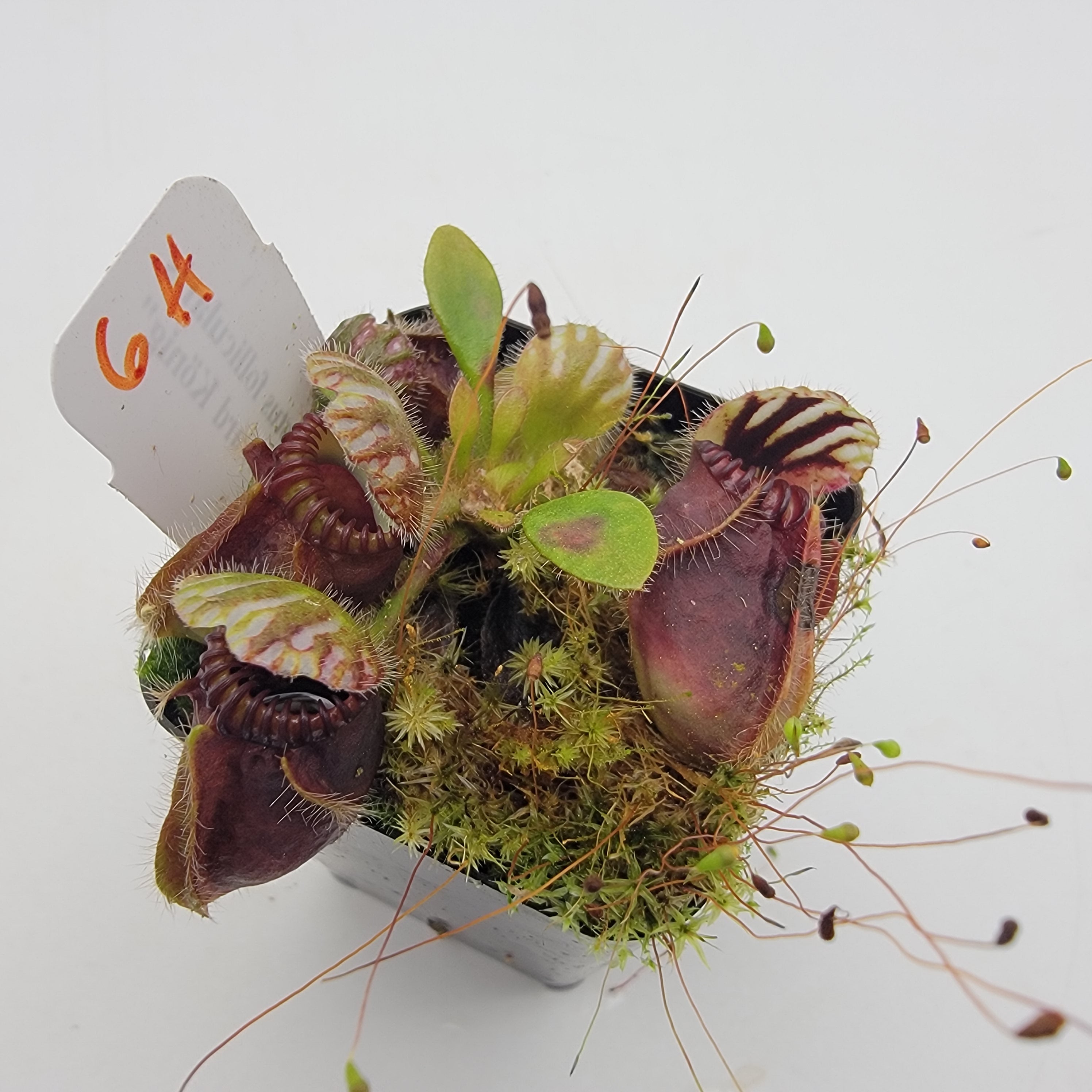 Cephalotus follicularis "Dr. Eberhard König" [WEK-(1H-9H)] -Cephalotus -Rainbow Carnivorous Plants LLC