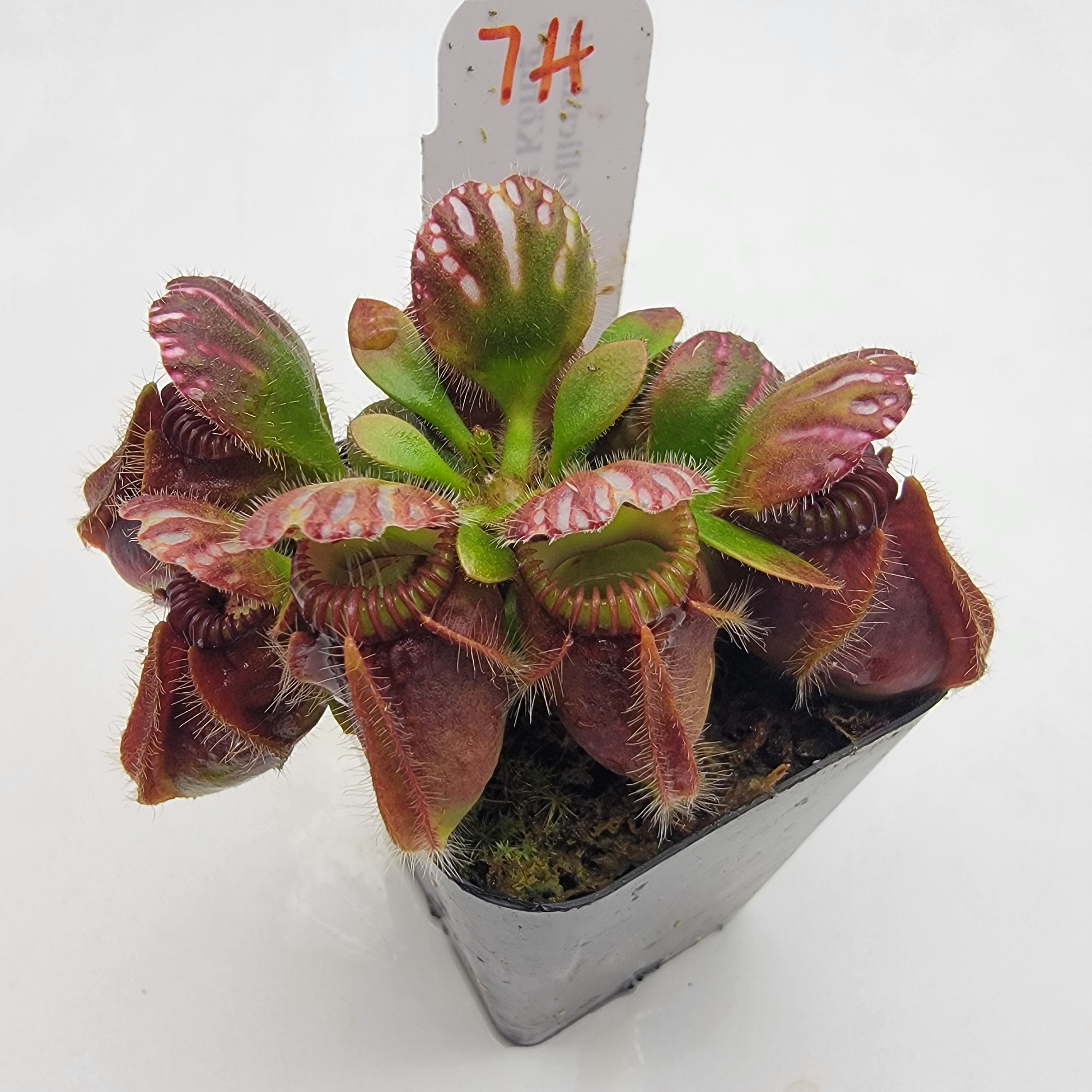 Cephalotus follicularis "Dr. Eberhard König" [WEK-(1H-9H)] -Cephalotus -Rainbow Carnivorous Plants LLC