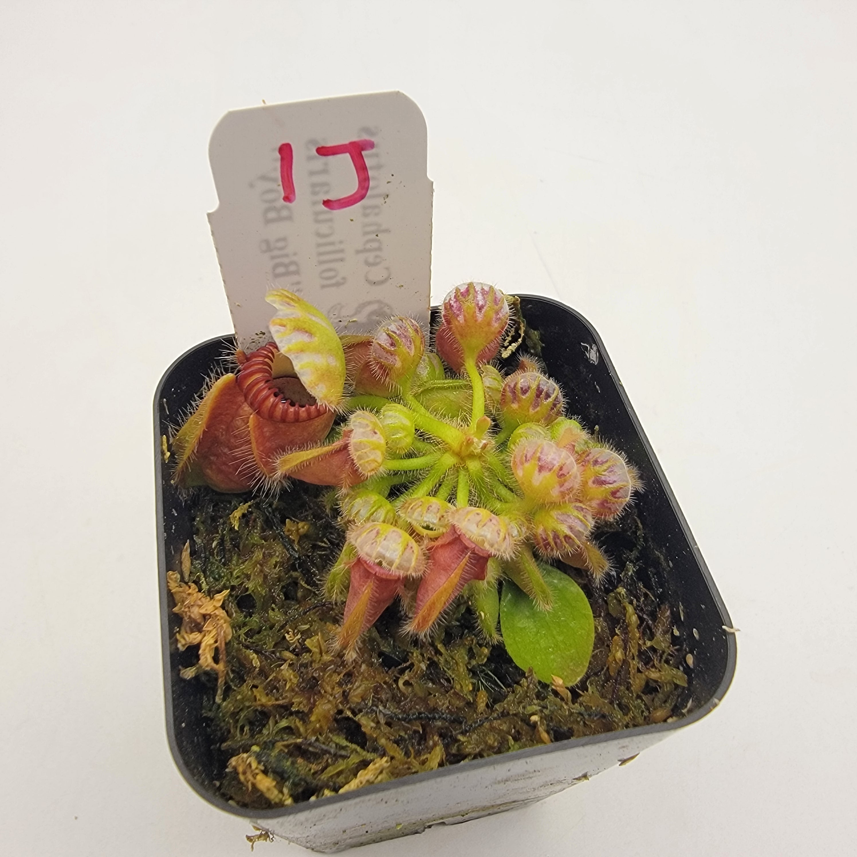 Cephalotus follicularis "Big Boy" WBB-(1J-9J) -Cephalotus -Rainbow Carnivorous Plants LLC