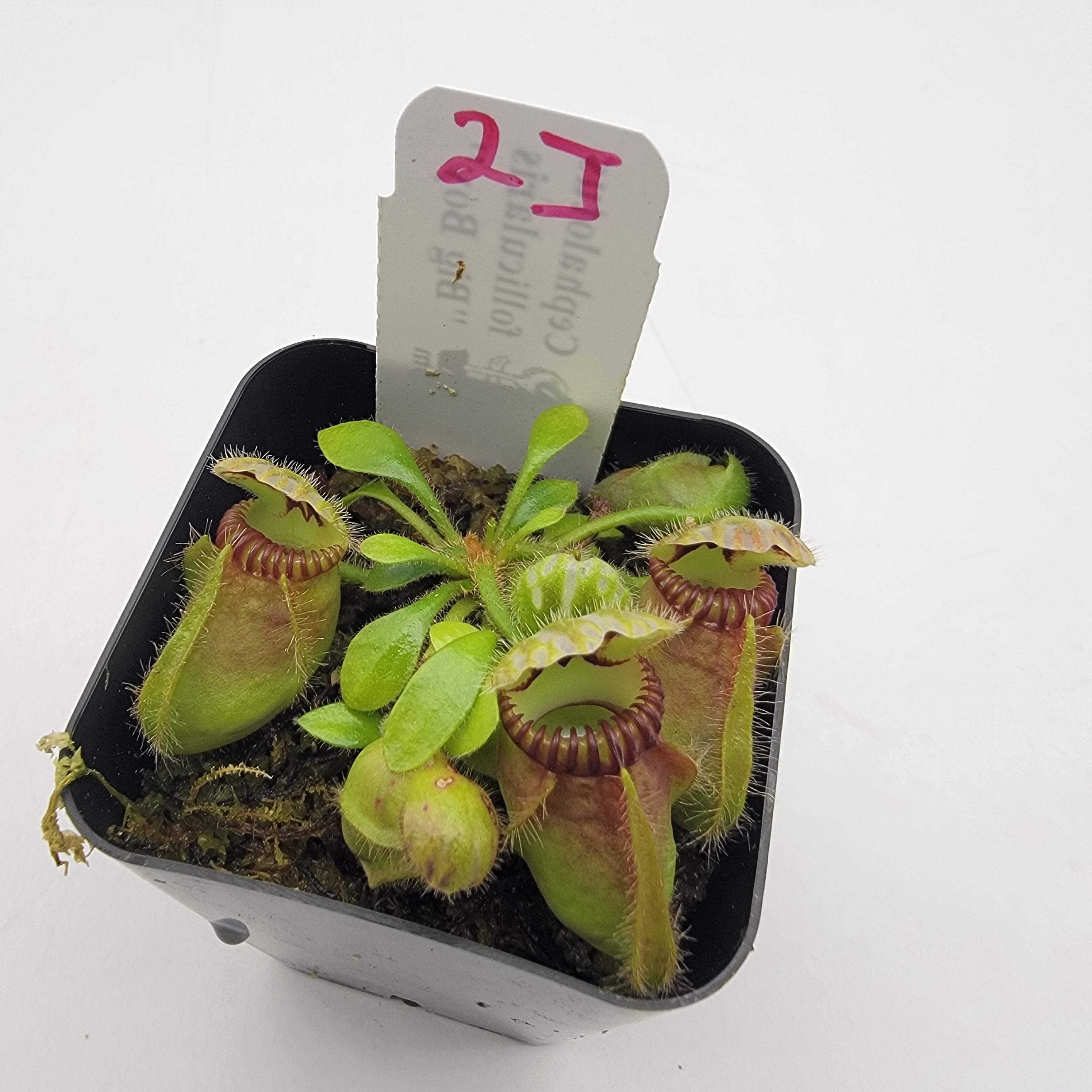 Cephalotus follicularis "Big Boy" WBB-(1J-9J) -Cephalotus -Rainbow Carnivorous Plants LLC