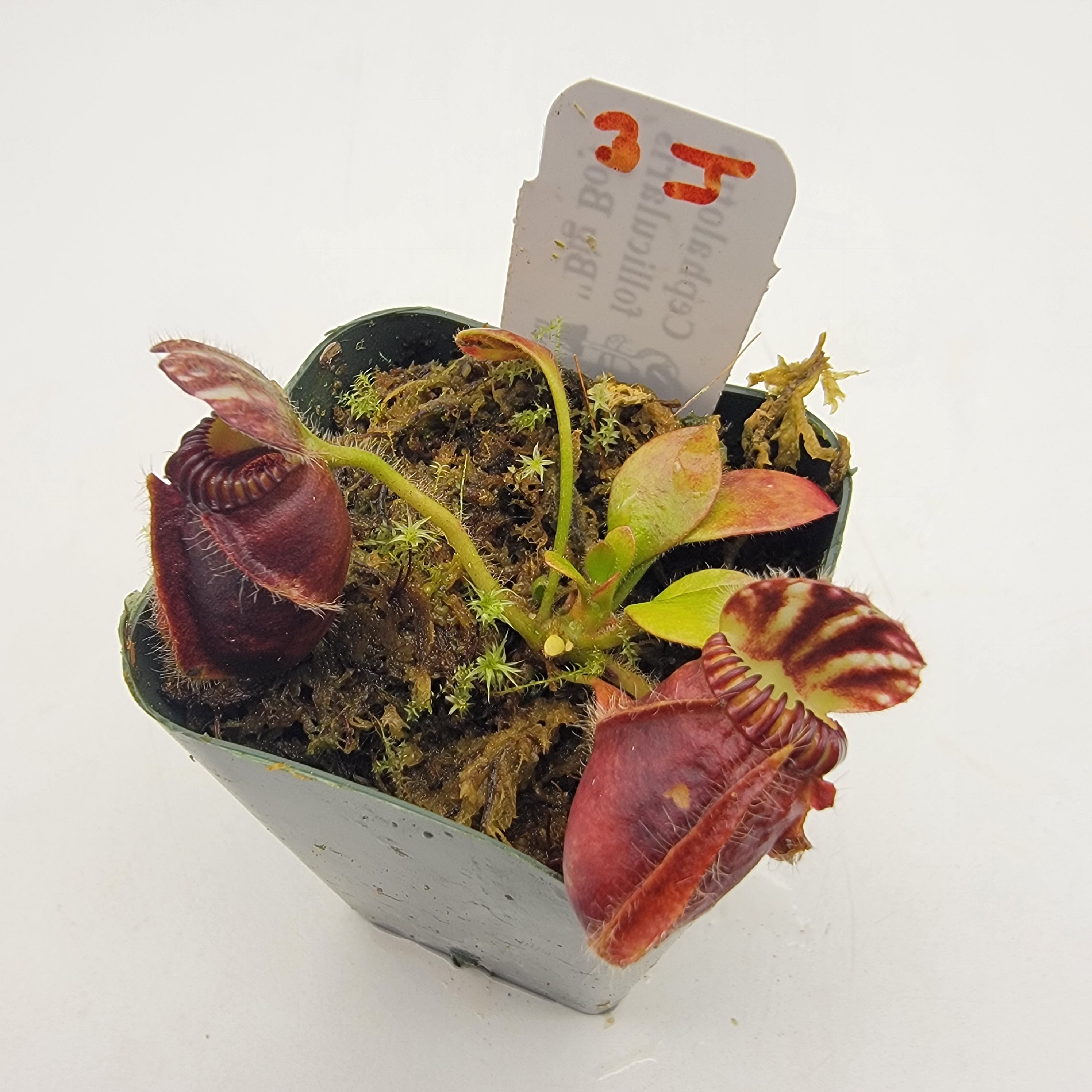 Cephalotus follicularis "Big Boy" WBB-(1J-9J) -Cephalotus -Rainbow Carnivorous Plants LLC