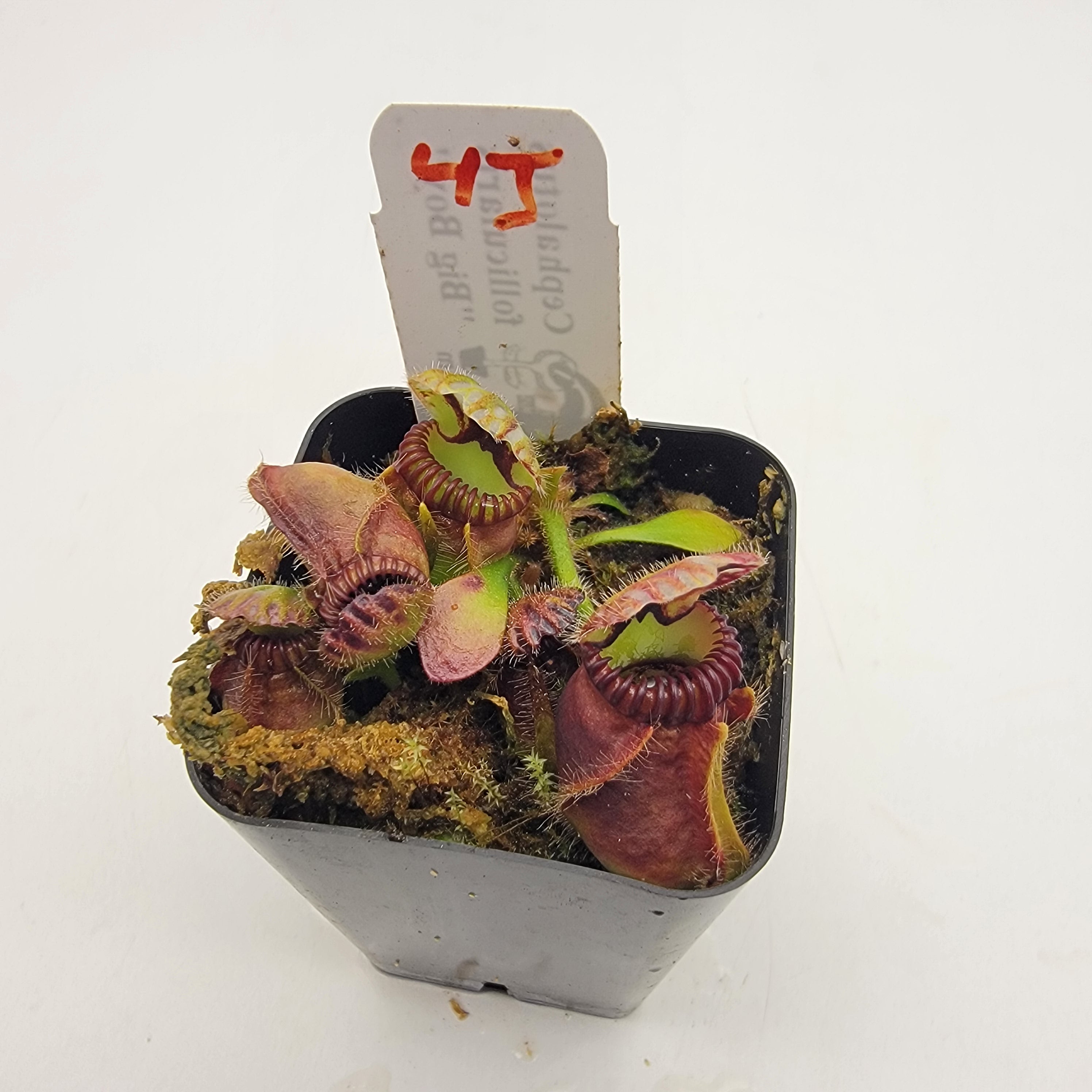 その他多肉植物 cephalotus follicularis Donnelly  Cephalotus follicularis – The Plant Lady SF