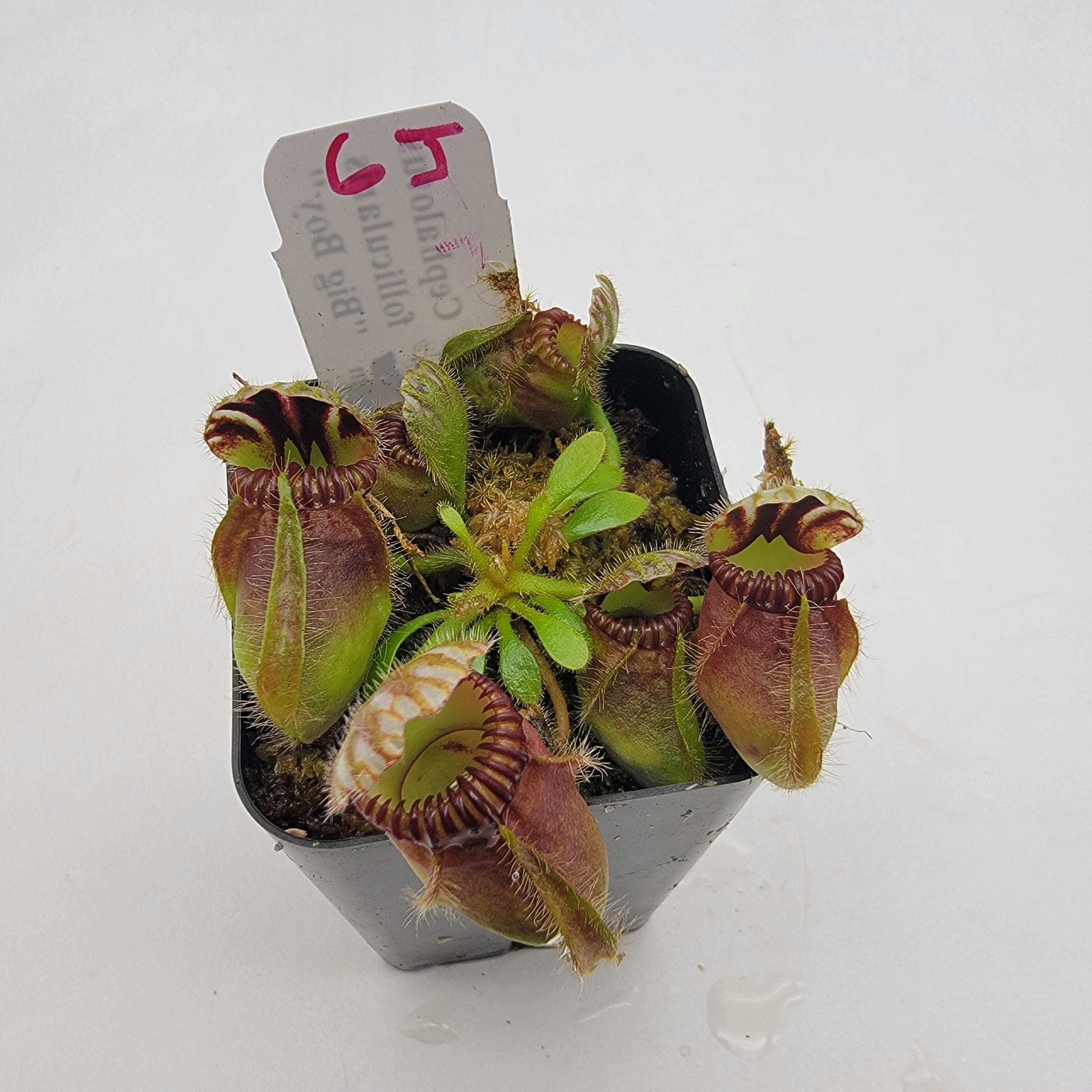 Cephalotus follicularis 