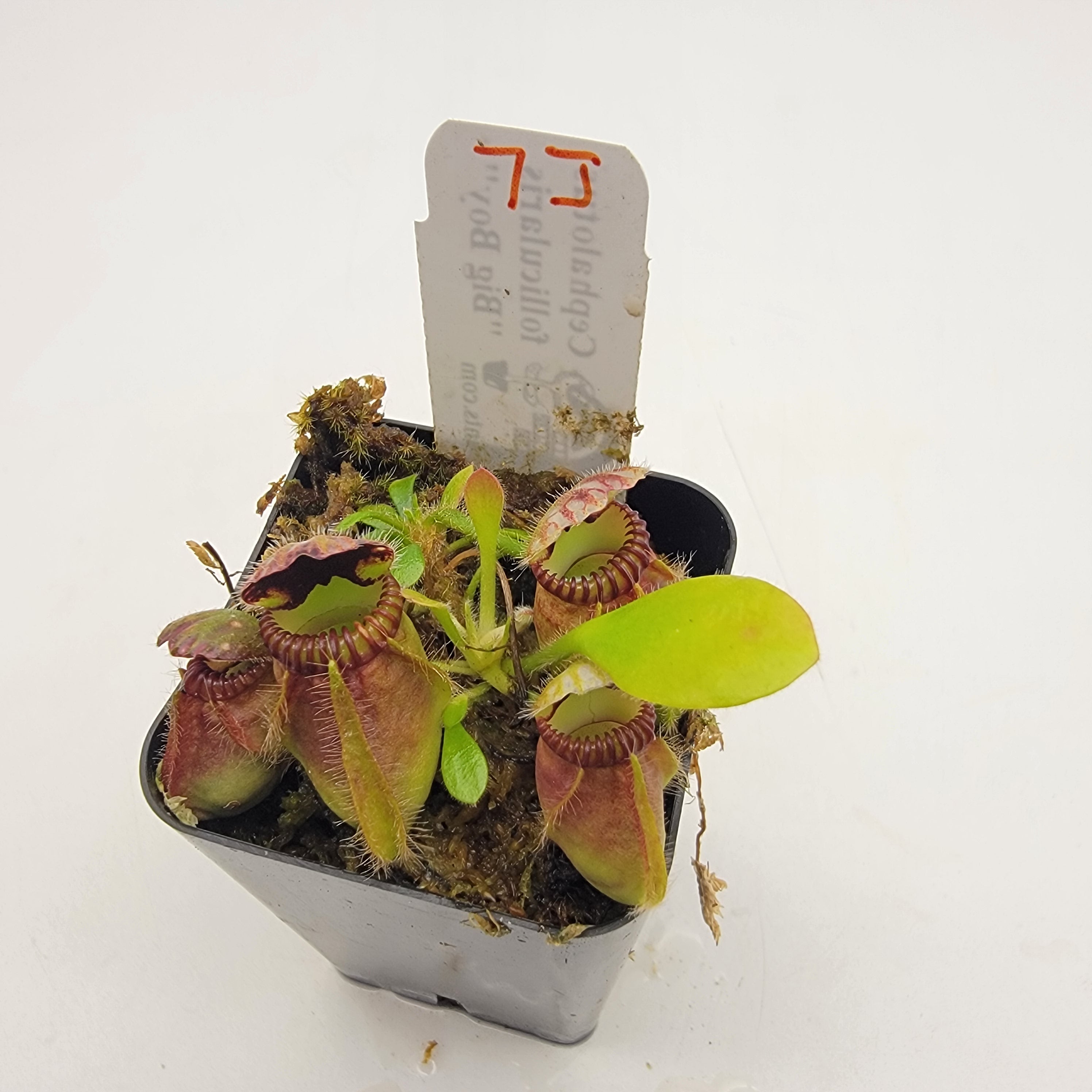 チベCephalotus ビッグマウス Cephalotus follicularis 
