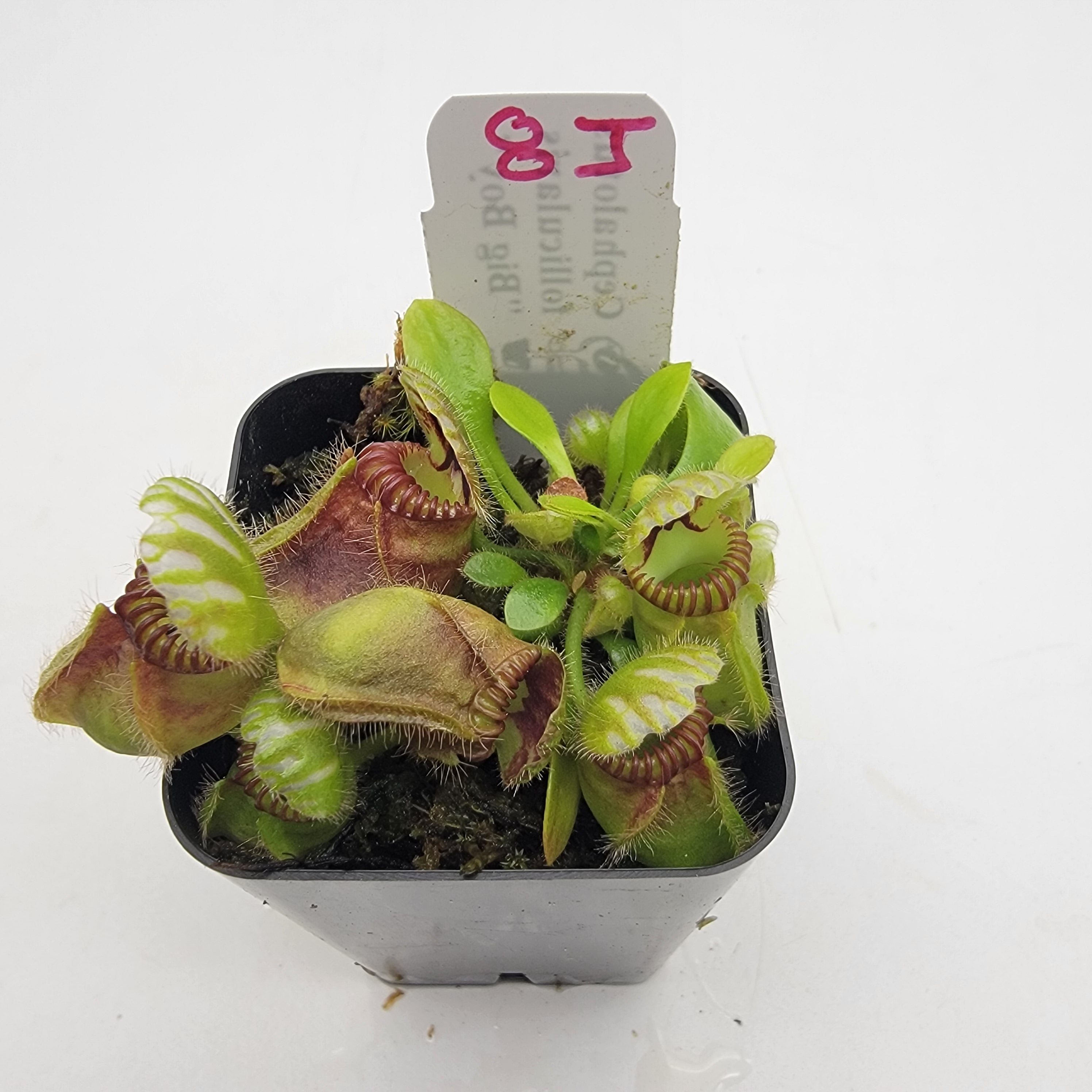 チベCephalotus ビッグマウス Cephalotus follicularis 