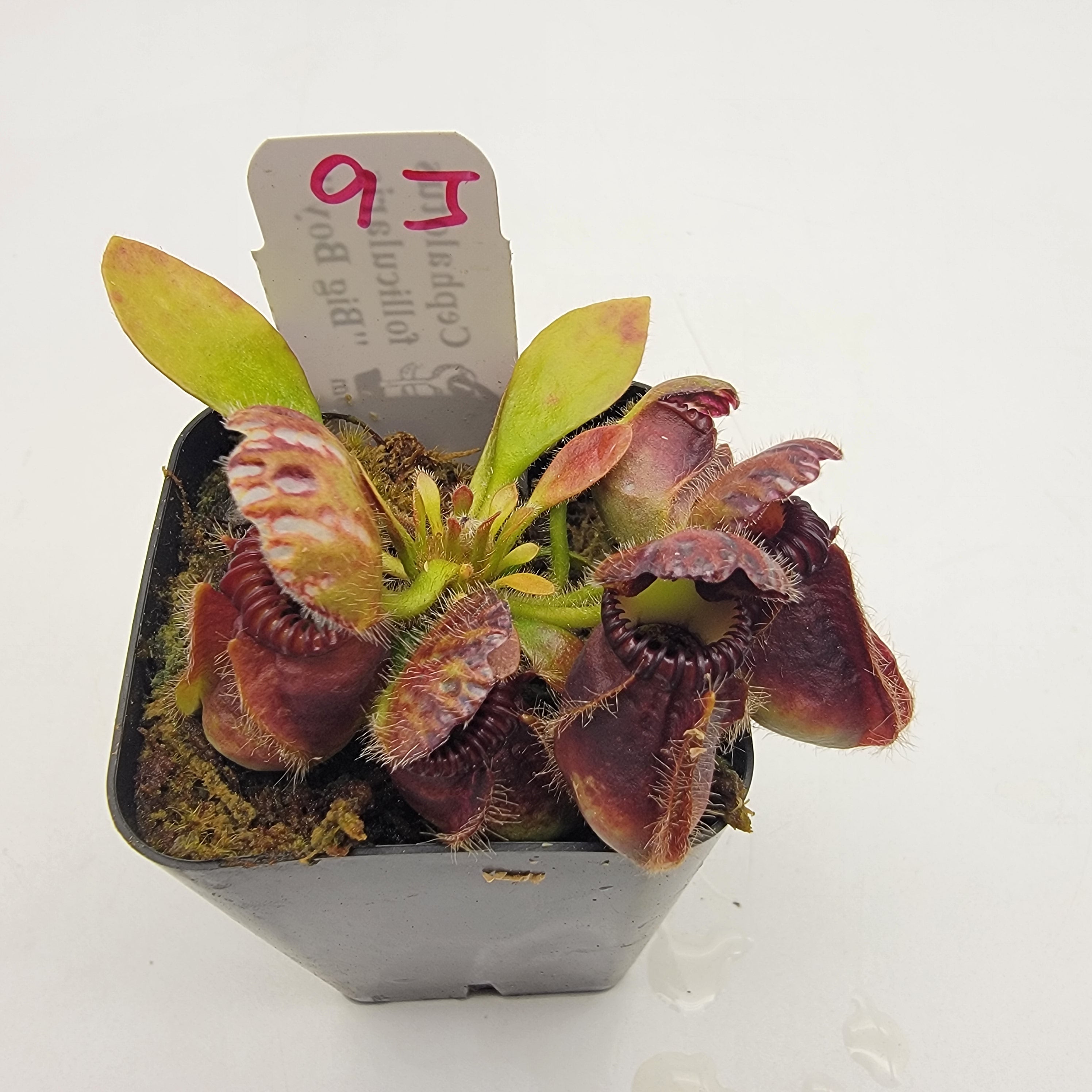 Cephalotus follicularis "Big Boy" WBB-(1J-9J) -Cephalotus -Rainbow Carnivorous Plants LLC