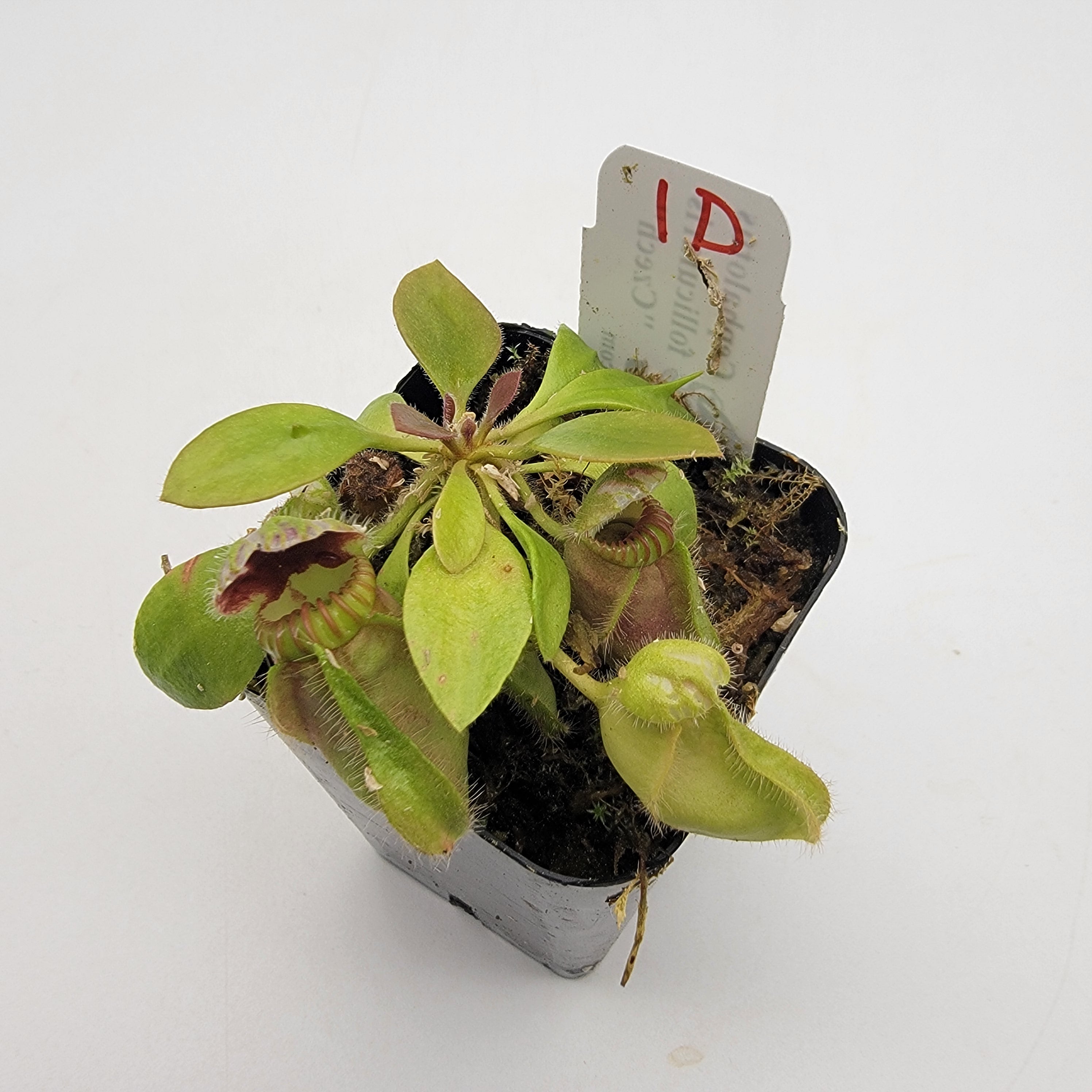 Cephalotus follicularis 