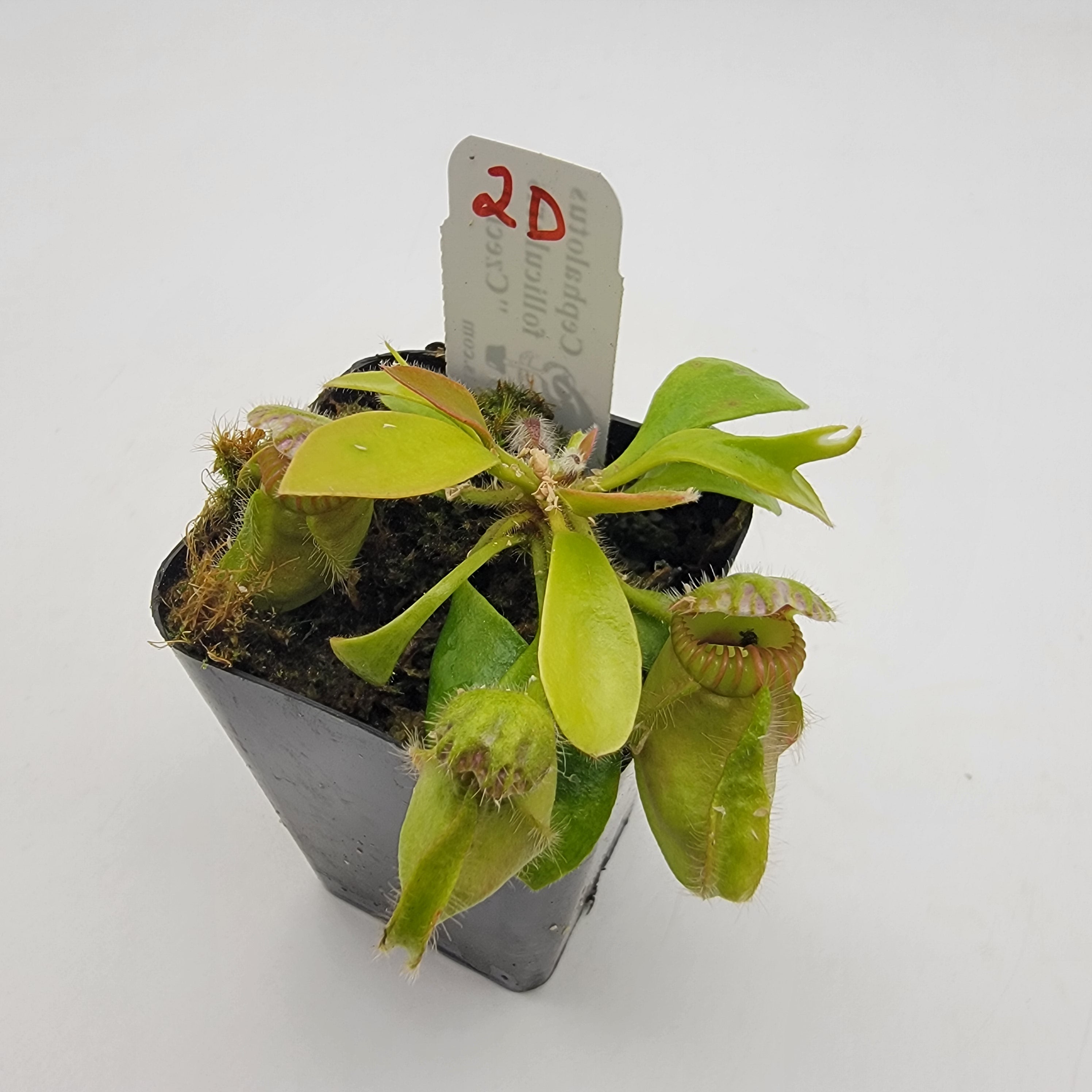 Cephalotus follicularis "Czech" WCZ (1D-6D) -Cephalotus -Rainbow Carnivorous Plants LLC