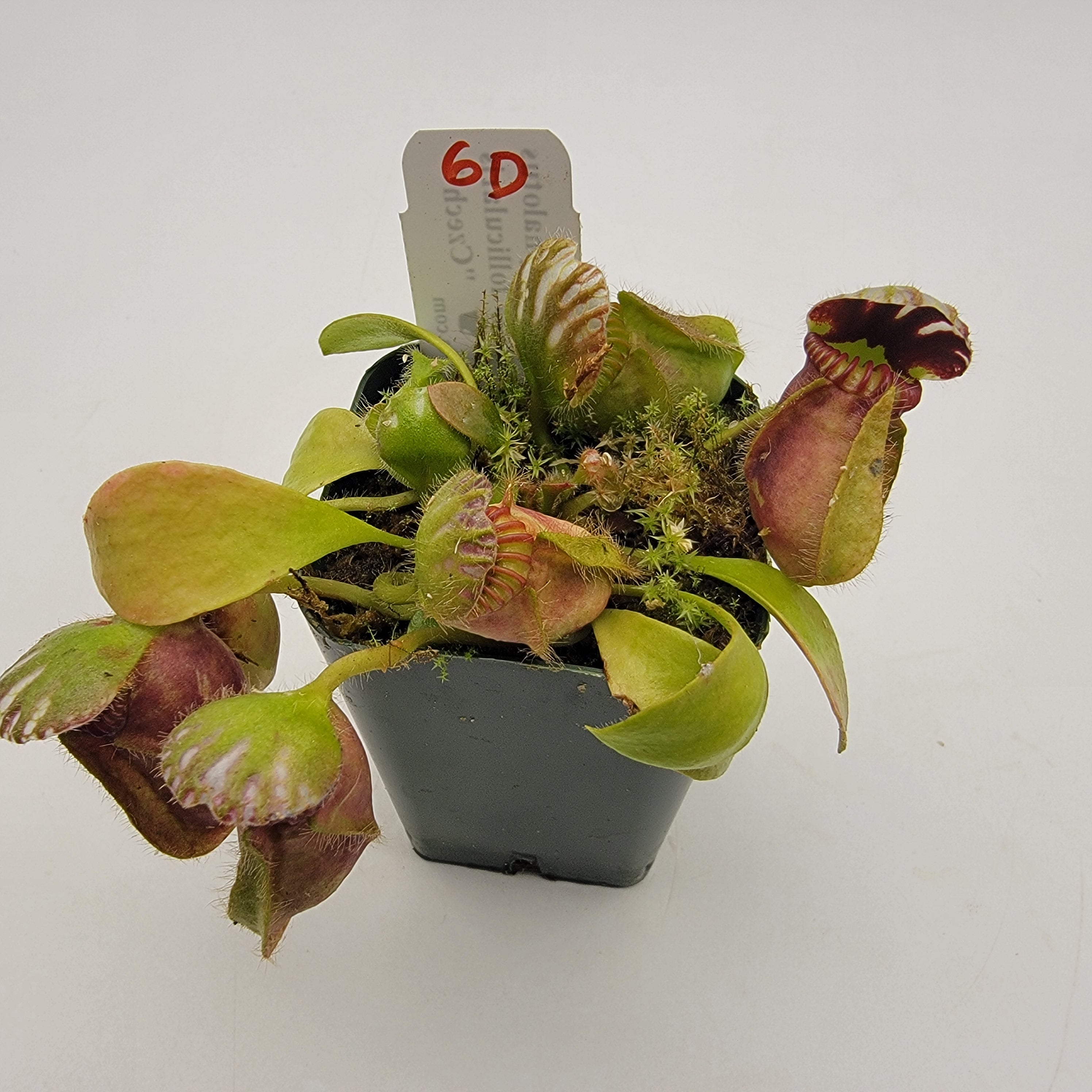 Cephalotus follicularis "Czech" WCZ (1D-6D) -Cephalotus -Rainbow Carnivorous Plants LLC