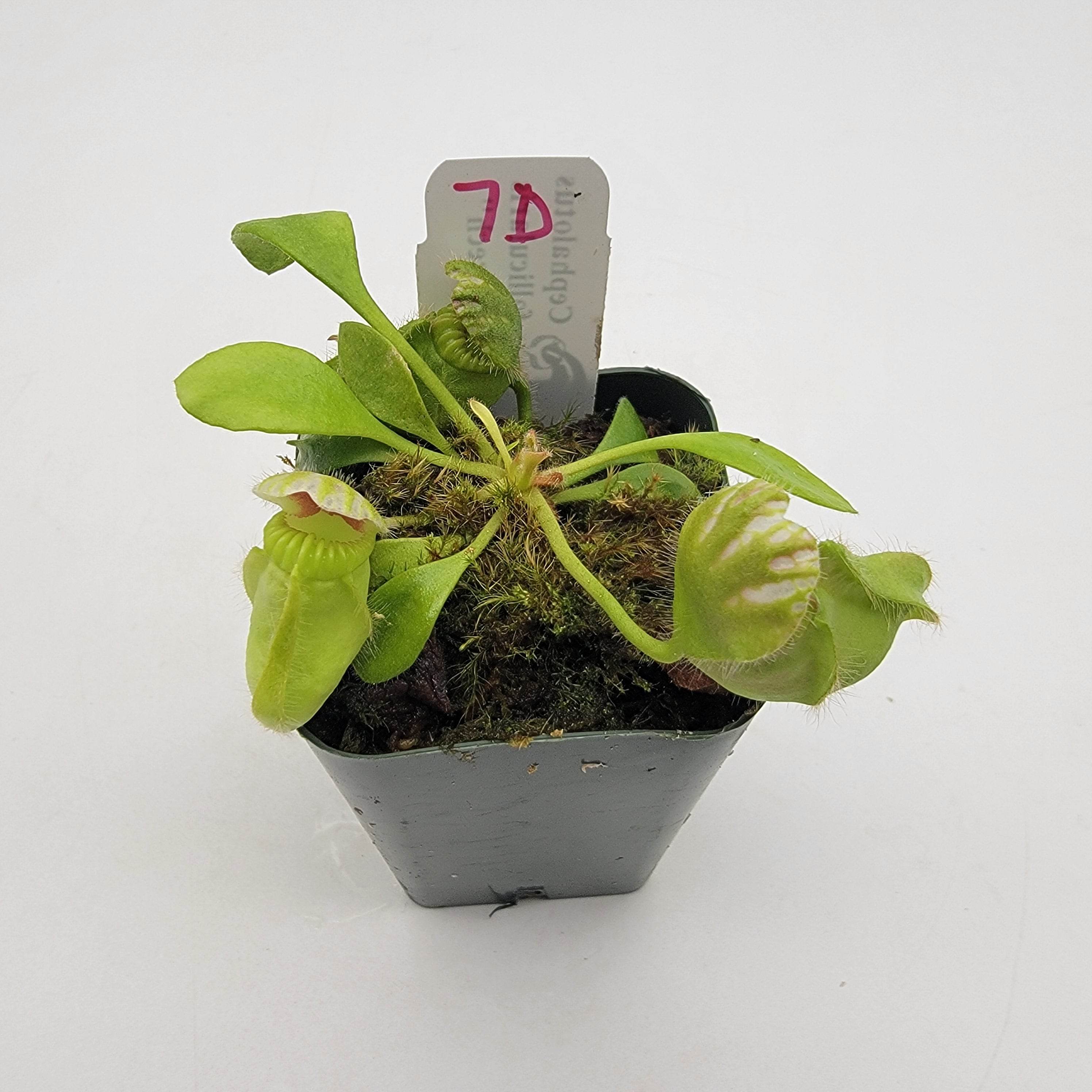 Cephalotus follicularis "Czech" WCZ (1D-6D) -Cephalotus -Rainbow Carnivorous Plants LLC
