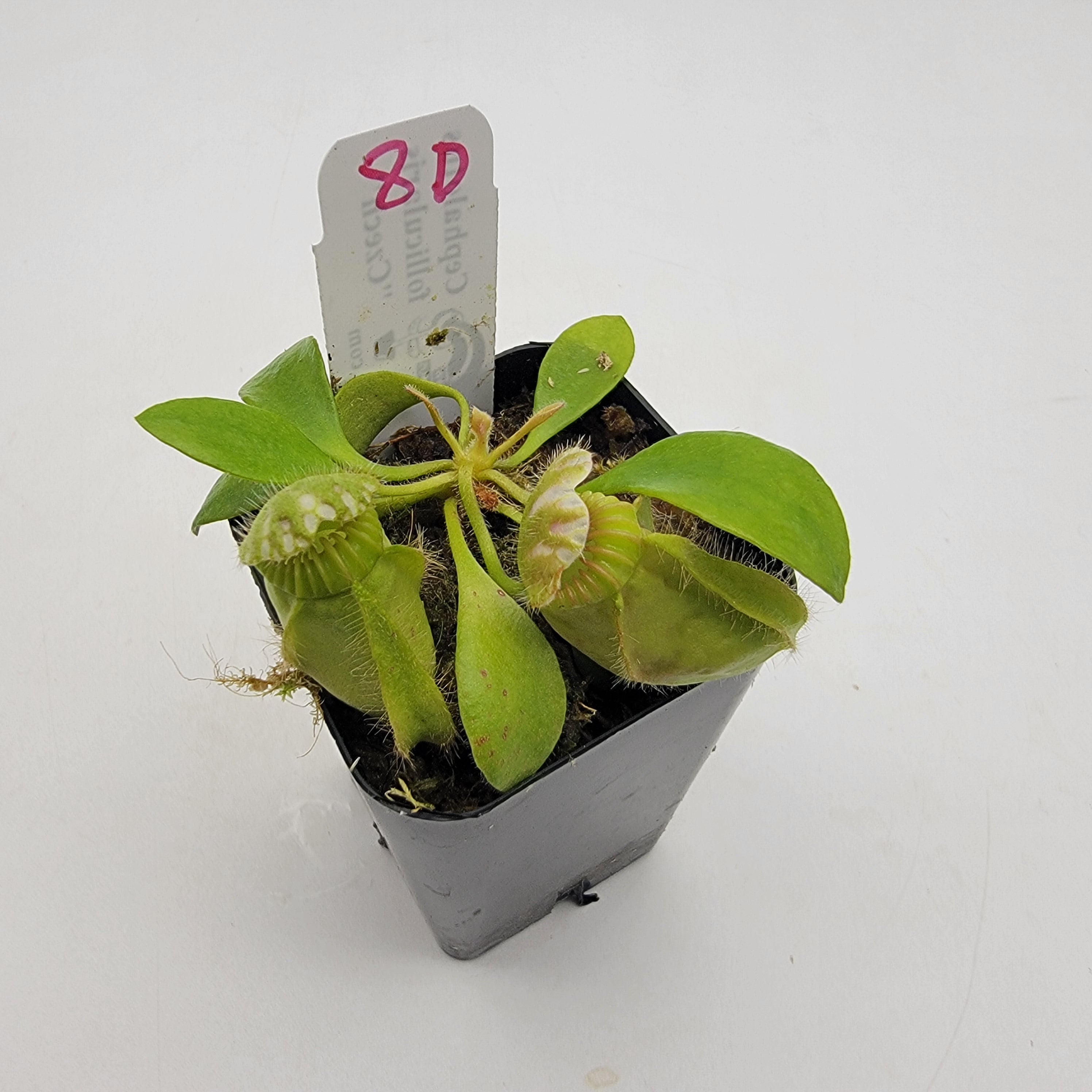 Cephalotus follicularis "Czech" WCZ (1D-6D) -Cephalotus -Rainbow Carnivorous Plants LLC