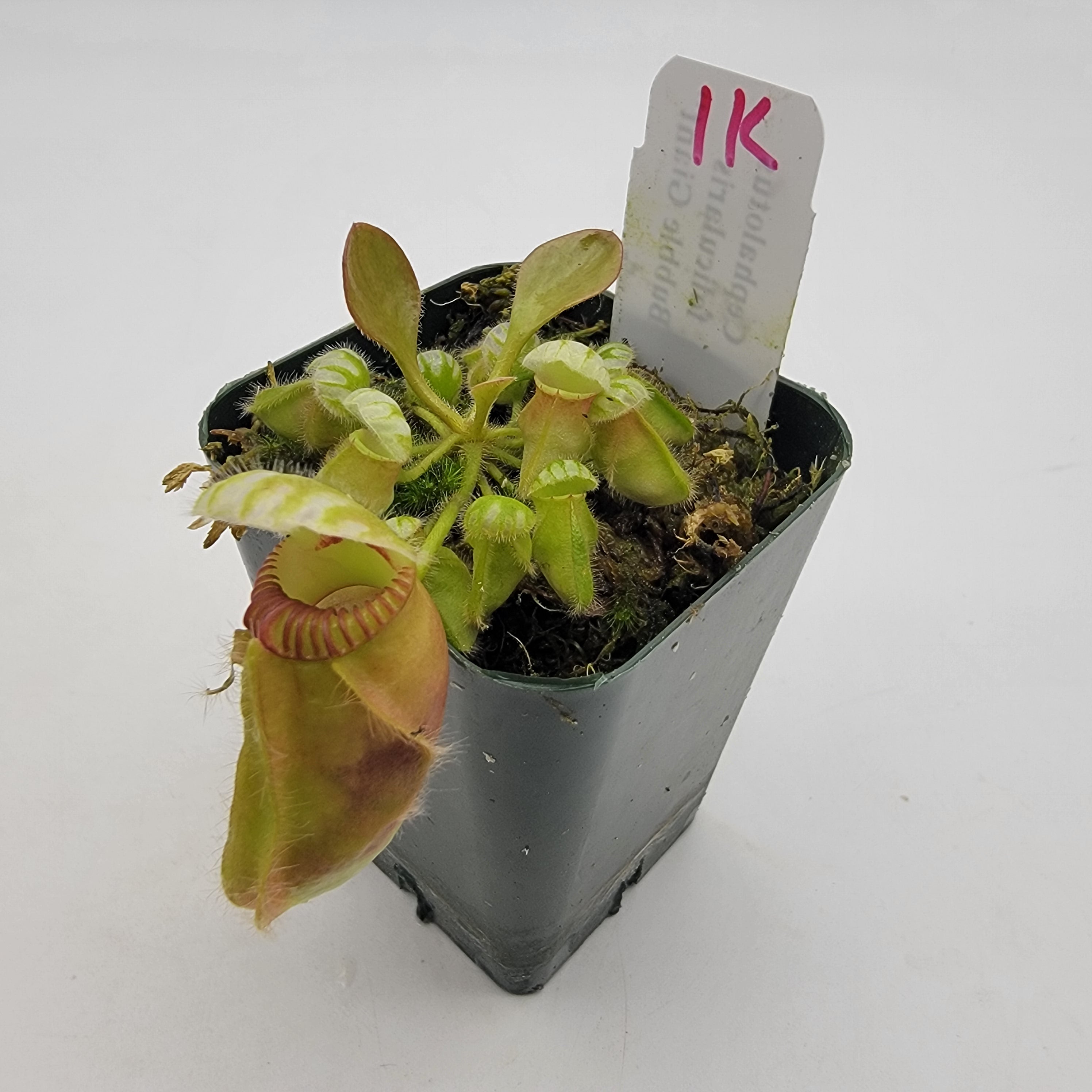 Cephalotus follicularis 