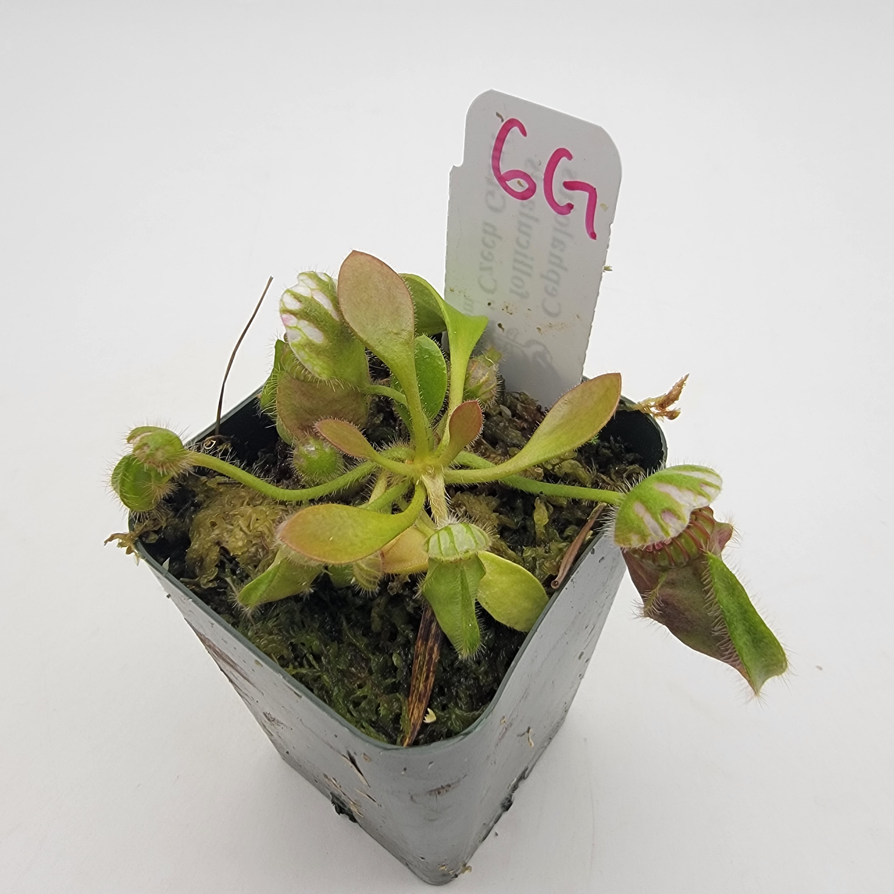 Cephalotus follicularis "Czech Giant" (WCZG-4G/12G) -Cephalotus -Rainbow Carnivorous Plants LLC