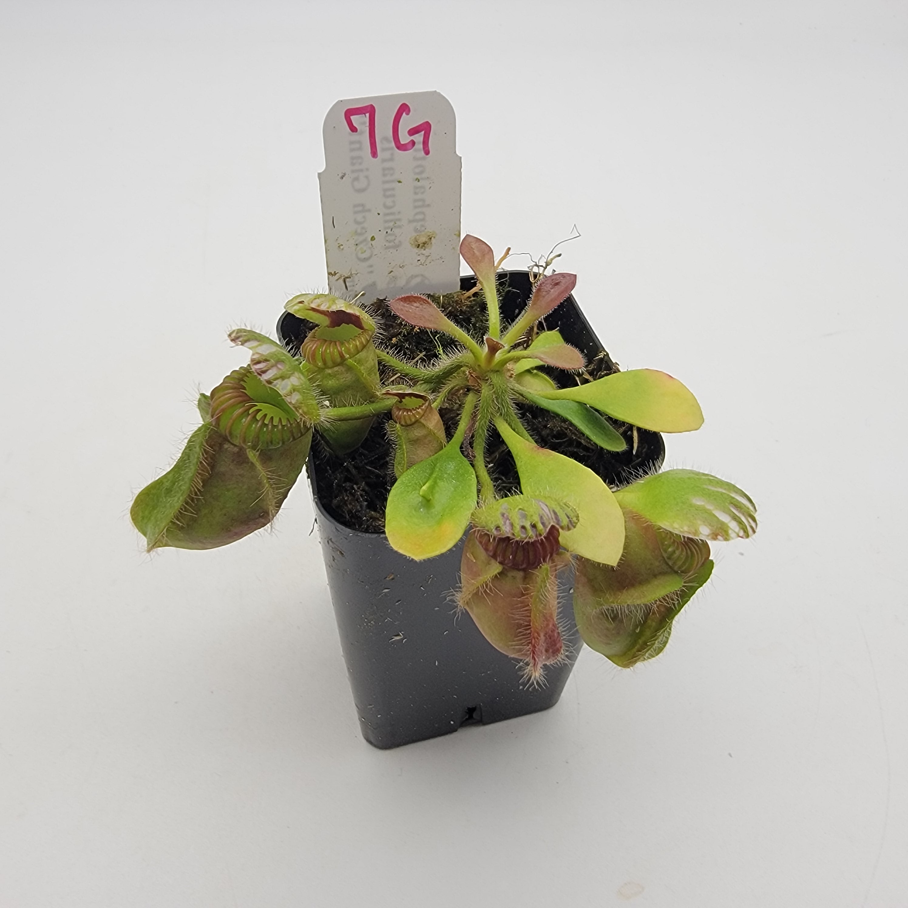 Cephalotus follicularis "Czech Giant" (WCZG-4G/12G) -Cephalotus -Rainbow Carnivorous Plants LLC