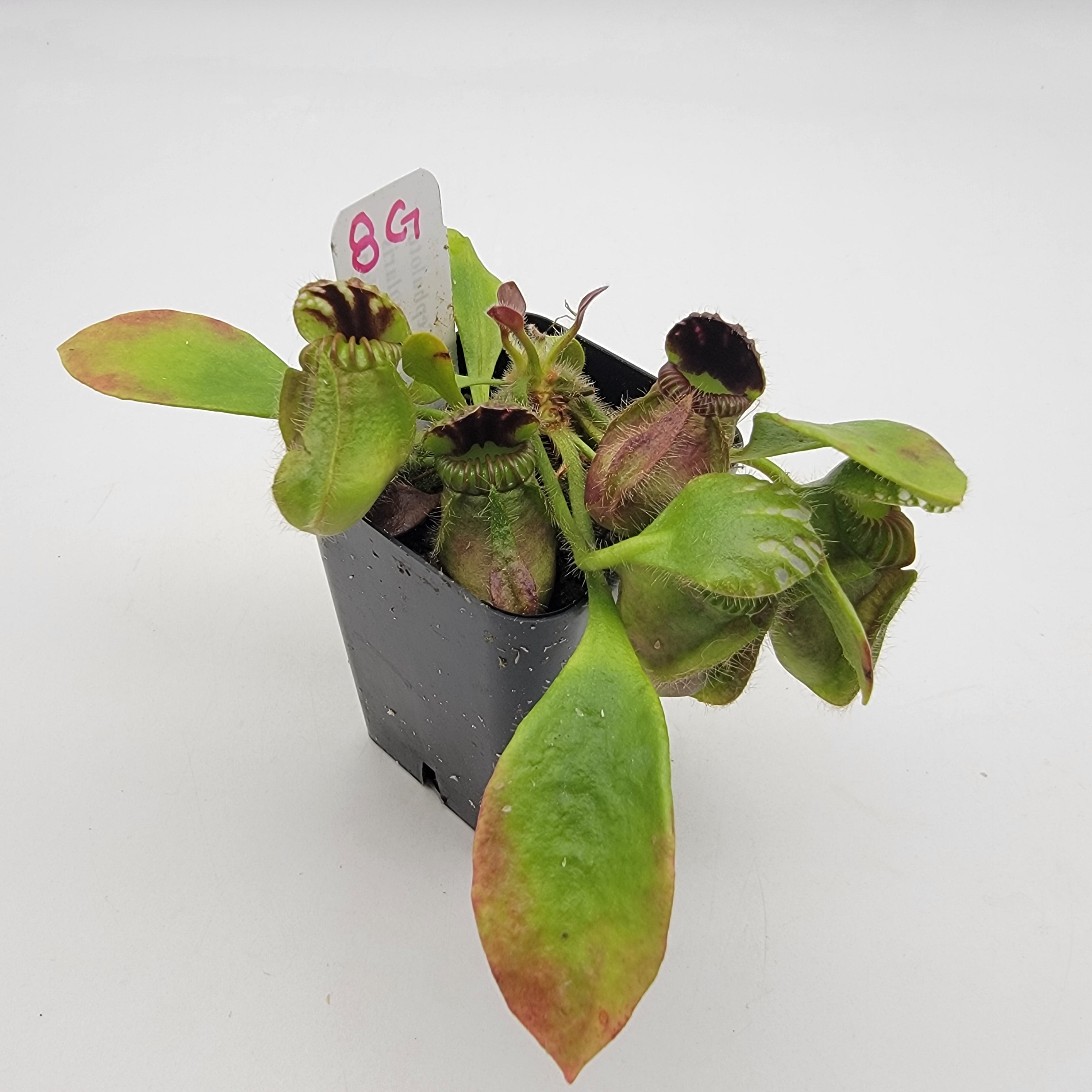 Cephalotus follicularis 