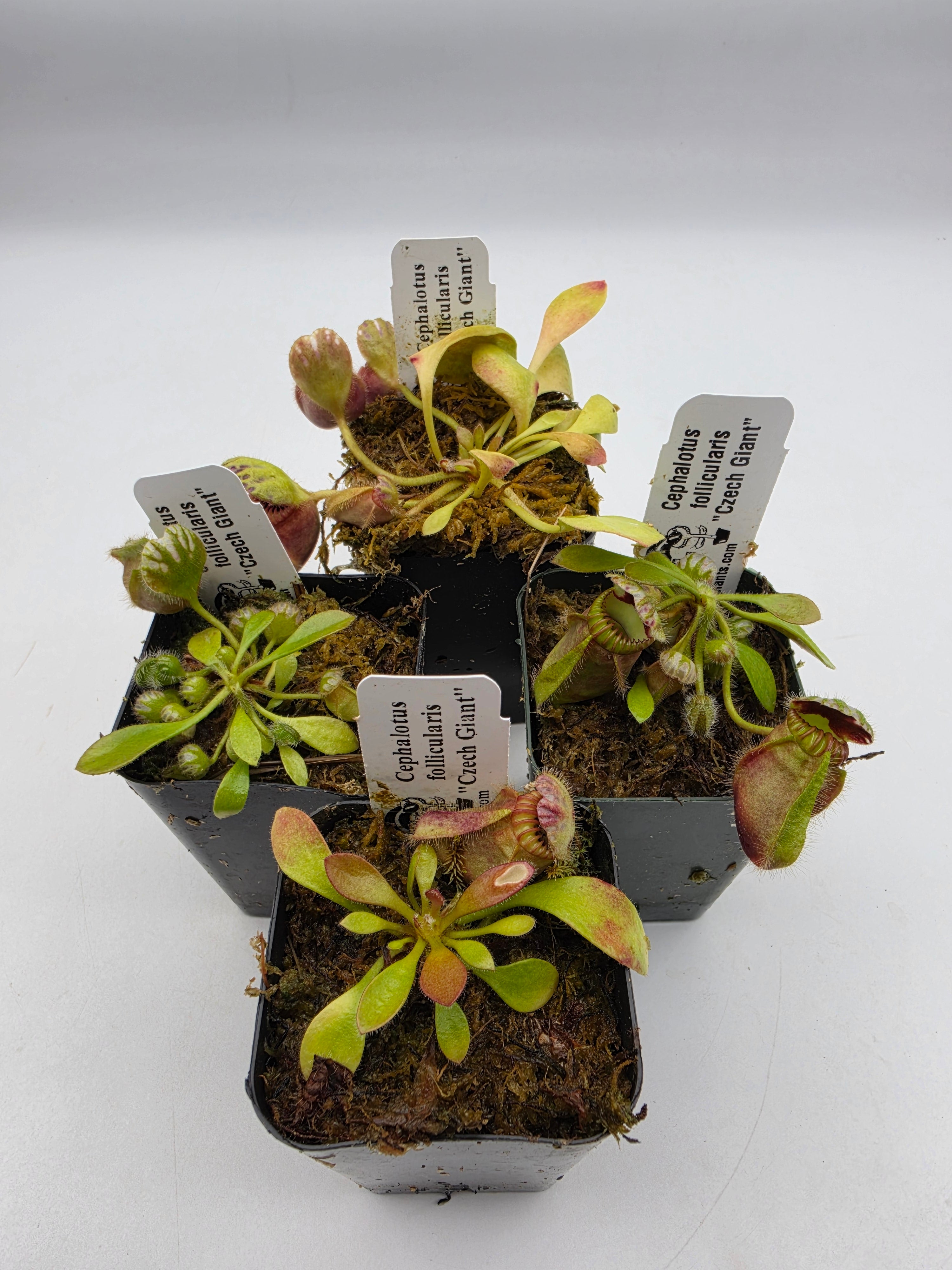 Cephalotus follicularis "Czech Giant" S/M/L/XL -Cephalotus -Rainbow Carnivorous Plants LLC