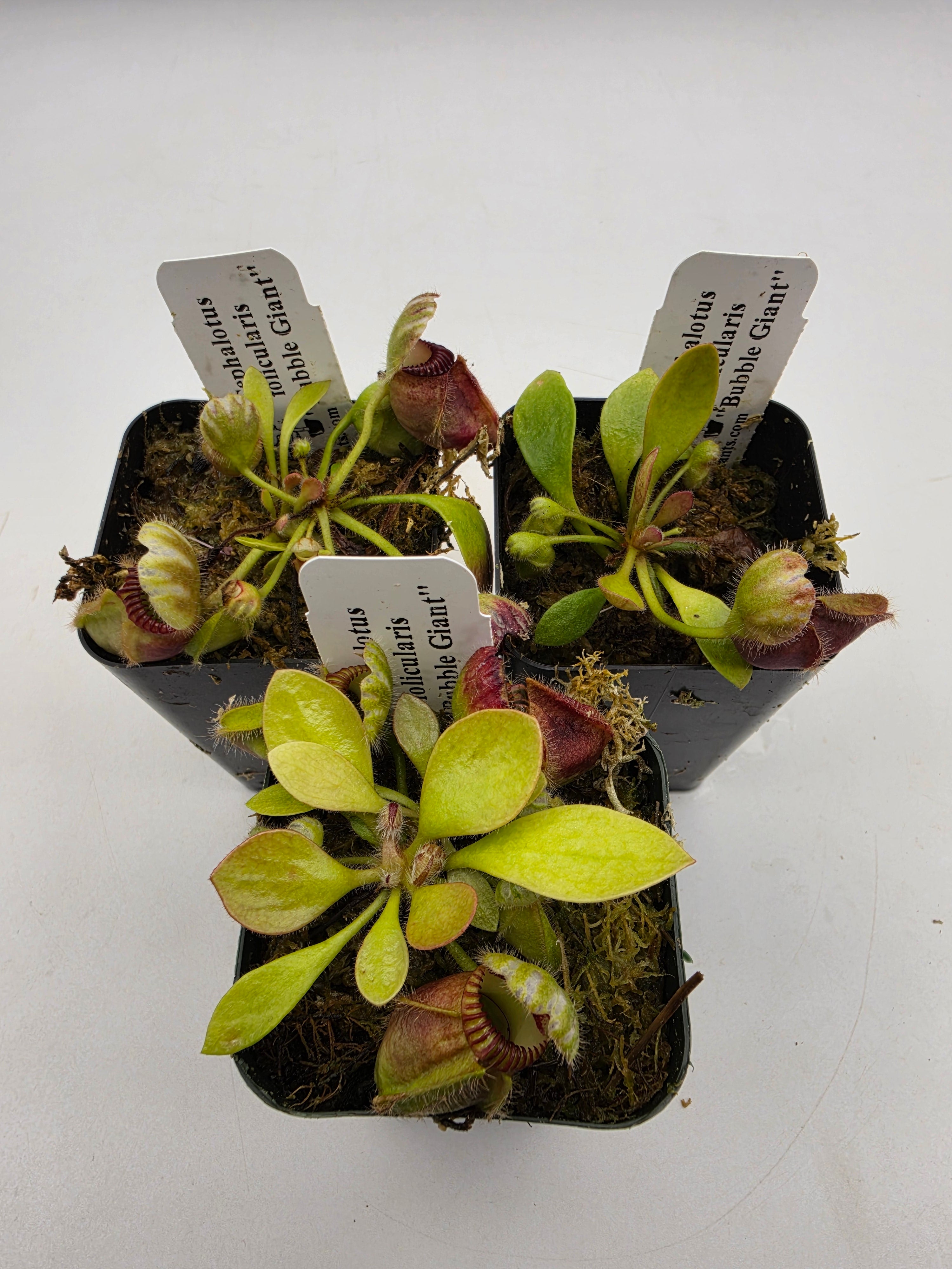 Cephalotus follicularis "Bubble Giant" S/M/L/XL -Cephalotus -Rainbow Carnivorous Plants LLC