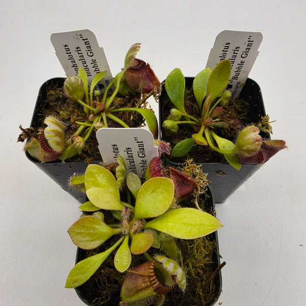 Cephalotus follicularis 