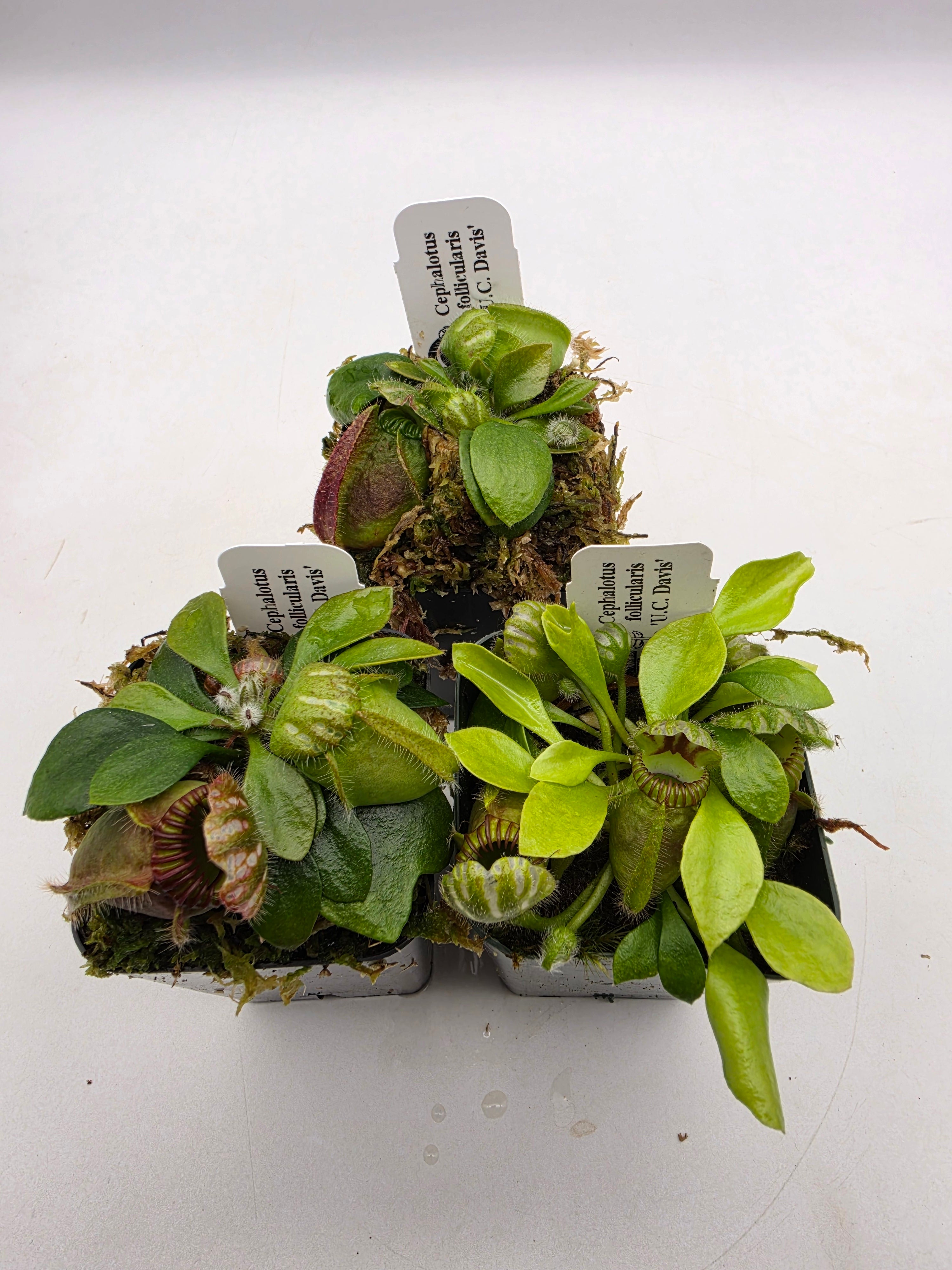 Cephalotus follicularis "UC Davis" S/M/L/XL -Cephalotus -Rainbow Carnivorous Plants LLC