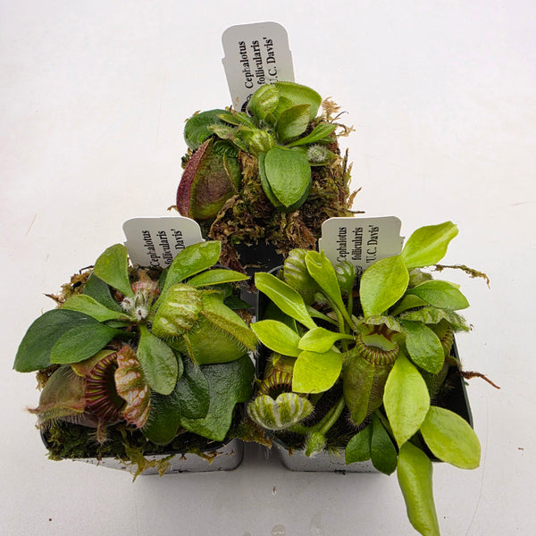 Cephalotus follicularis 