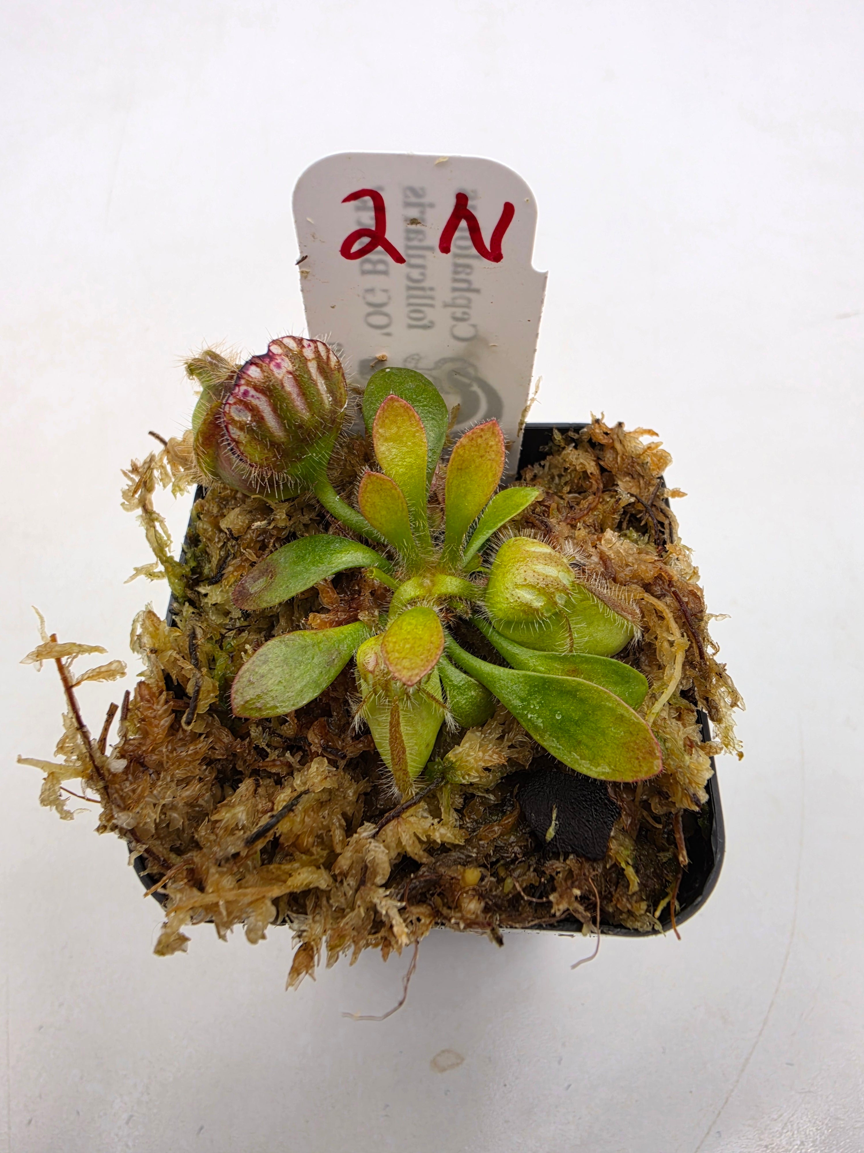 Cephalotus follicularis 'OG Black' WOG (1N-9N) -Cephalotus -Rainbow Carnivorous Plants LLC