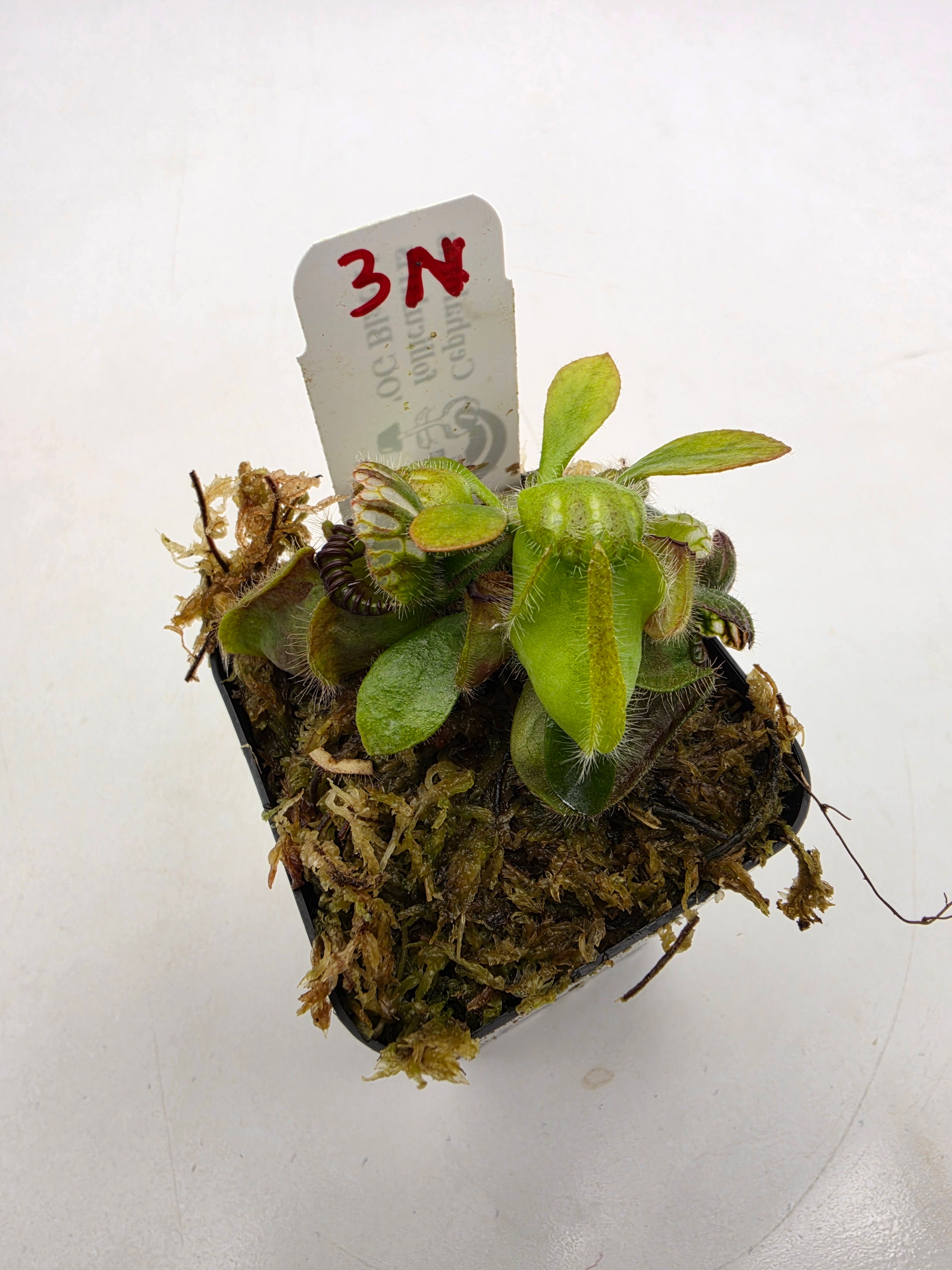 Cephalotus follicularis 'OG Black' WOG (1N-9N) -Cephalotus -Rainbow Carnivorous Plants LLC