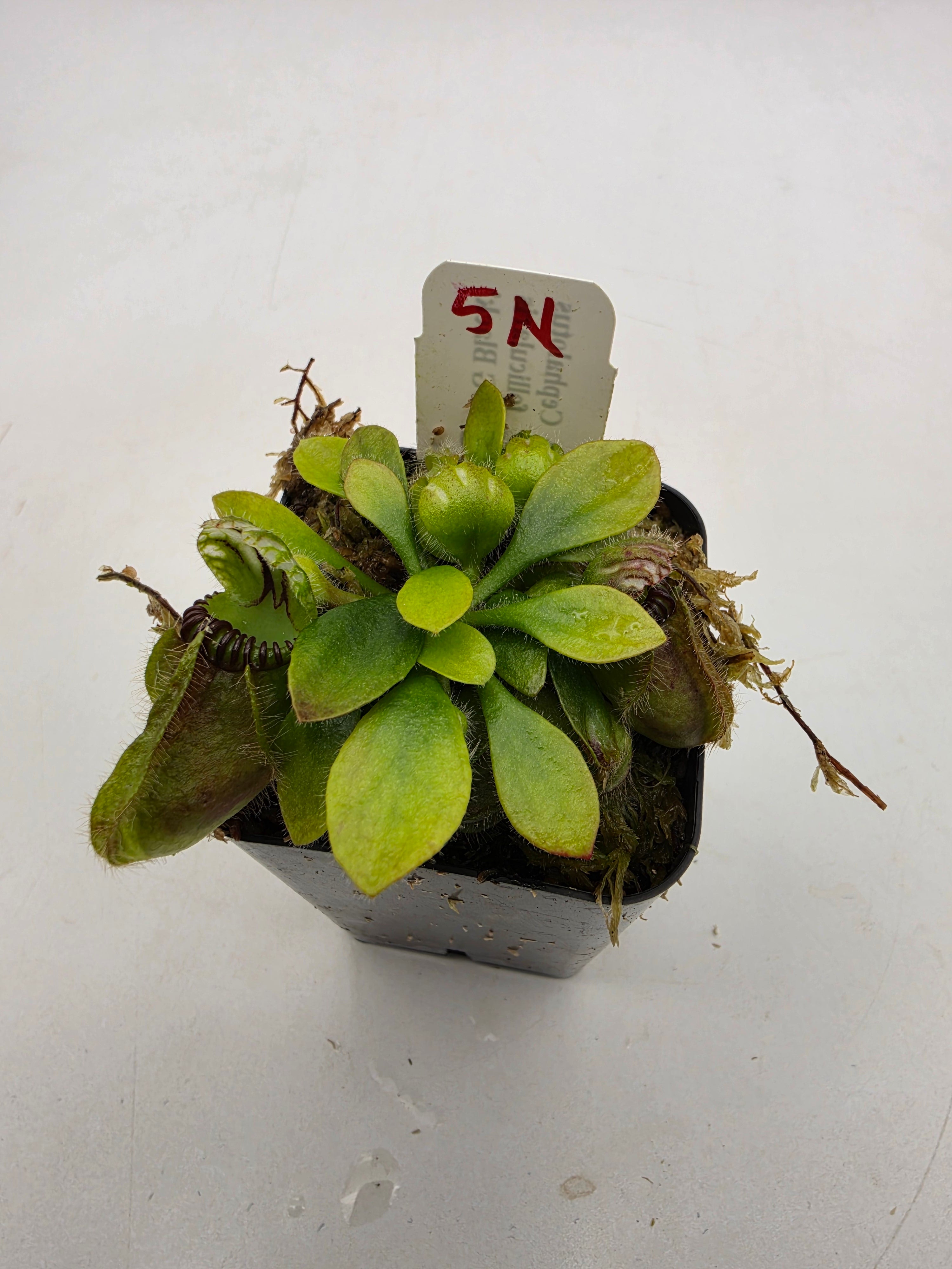 Cephalotus follicularis 'OG Black' WOG (1N-9N) -Cephalotus -Rainbow Carnivorous Plants LLC