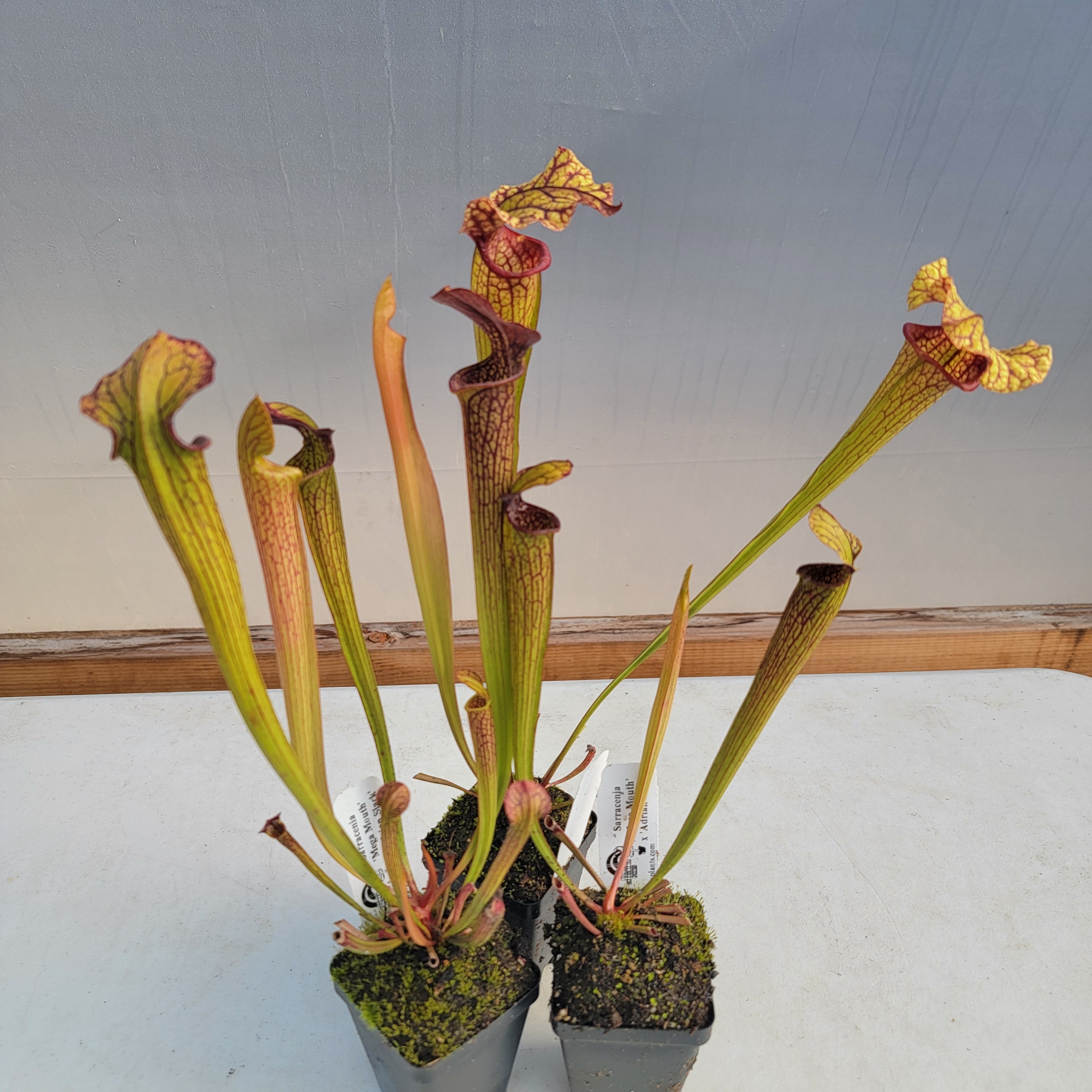 Sarracenia 'Mega Mouth' x 'Adrian Slack' (Seed Grown) - -Rainbow Carnivorous Plants LLC